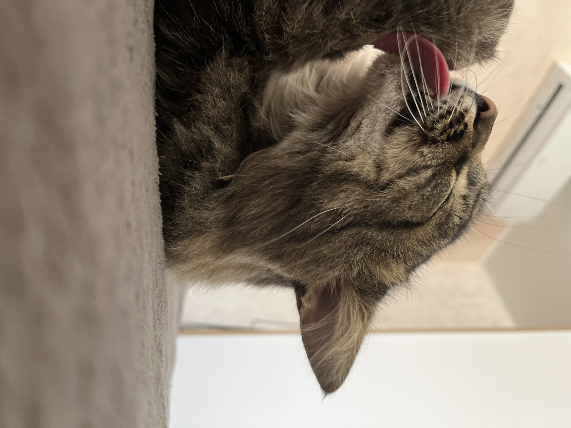 In Krasnyye Barrikady, Russia, a domestic cat is grooming itself on a textured, neutral-colored surface. The cat, with tabby markings and long white whiskers, is captured mid-lick, with its pink tongue extended to its fur. Its eyes are partially closed, indicating relaxation. The background is softly blurred, showing hints of a room with a wall-mounted air conditioning unit and a plain white door or wall. The lighting appears natural, coming from the side, casting subtle shadows.