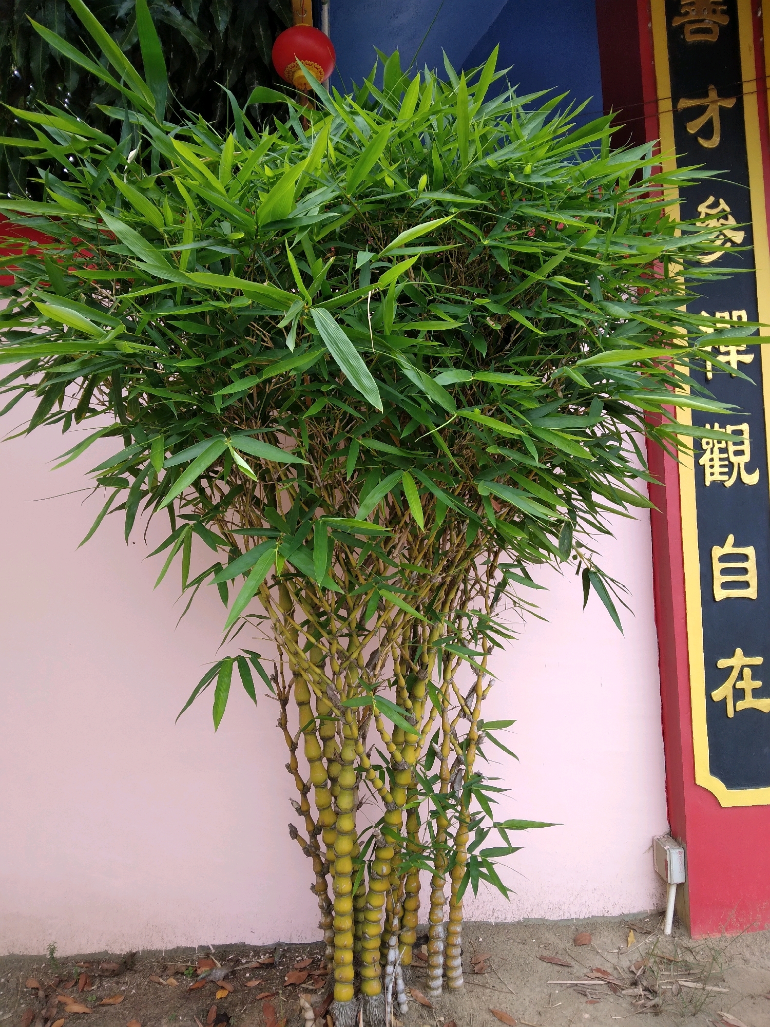 The image shows a cluster of golden bamboo plants in front of a light pink wall. To the right of the bamboo, a section of a building facade is visible, painted in red and black, with gold Chinese characters inscribed vertically. The characters appear to be a traditional inscription, possibly part of a temple or a cultural establishment. A red lantern is hanging from above the bamboo on the left side of the image. The ground around the bamboo is covered with dirt and fallen leaves. The scene is likely in Batam, Indonesia, given the common presence of such cultural elements and architecture in the region. There are no people or animals present in the image.