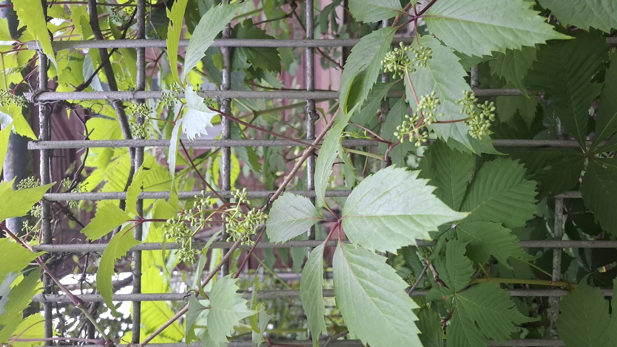 A dense growth of a climbing vine, characterized by bright to dark green palmate leaves with five serrated leaflets and reddish stems, covers a weathered, grey metal grid fence. Numerous clusters of small, spherical, light green immature berries or flower buds are visible among the foliage. Through the gaps in the fence and dense greenery, blurred background elements consisting of lighter green foliage and reddish-brown architectural structures are discernible. The scene is located in the city of Novaya Vasil'evka, Russia.