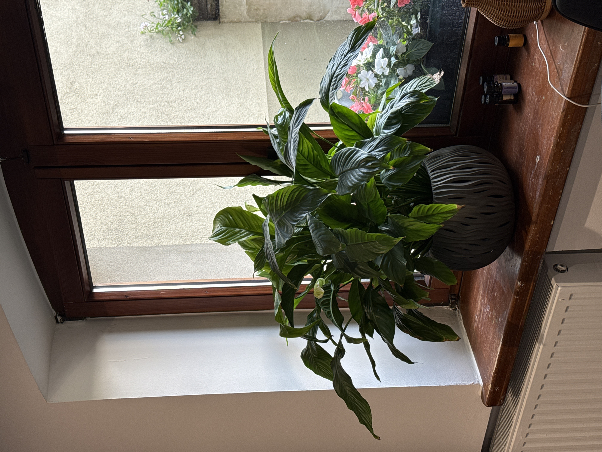 A peace lily plant in a dark grey, textured pot sits on a wooden windowsill. The plant has large, dark green leaves and one white flower. Behind the plant, a window with dark wooden trim reveals an outdoor courtyard with a textured beige wall and blooming flowers in pink and white. To the left of the plant, a white radiator is visible. On the windowsill to the right of the pot, there are several small bottles, possibly essential oils, and a white cord. The scene appears to be an indoor setting with a view of an outdoor space. The location is not specified as being in the city of Łódź, Poland.