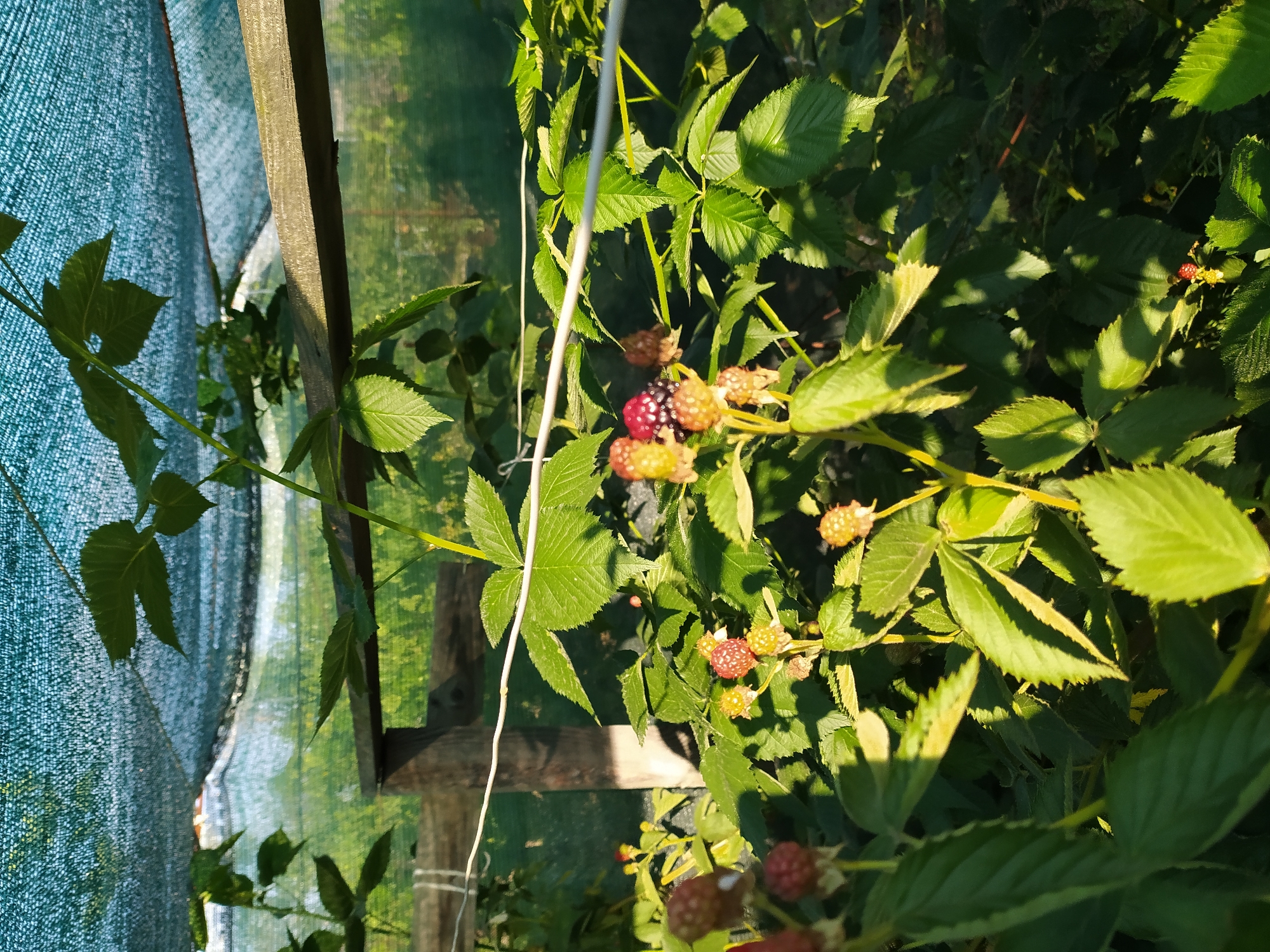 In Baraboi, Ukraine, a close-up shot captures a blackberry bush growing under a teal-colored shade netting. The netting is supported by a wooden structure, with a light-colored wire running horizontally in the foreground. Several blackberry fruits are visible, with some in various stages of ripeness, from green and yellowish to red and dark purple. Lush green leaves surround the fruit, and the scene is illuminated by sunlight, casting shadows. The background shows a blurred out-of-focus green landscape, suggesting an outdoor environment, possibly a garden or farm.