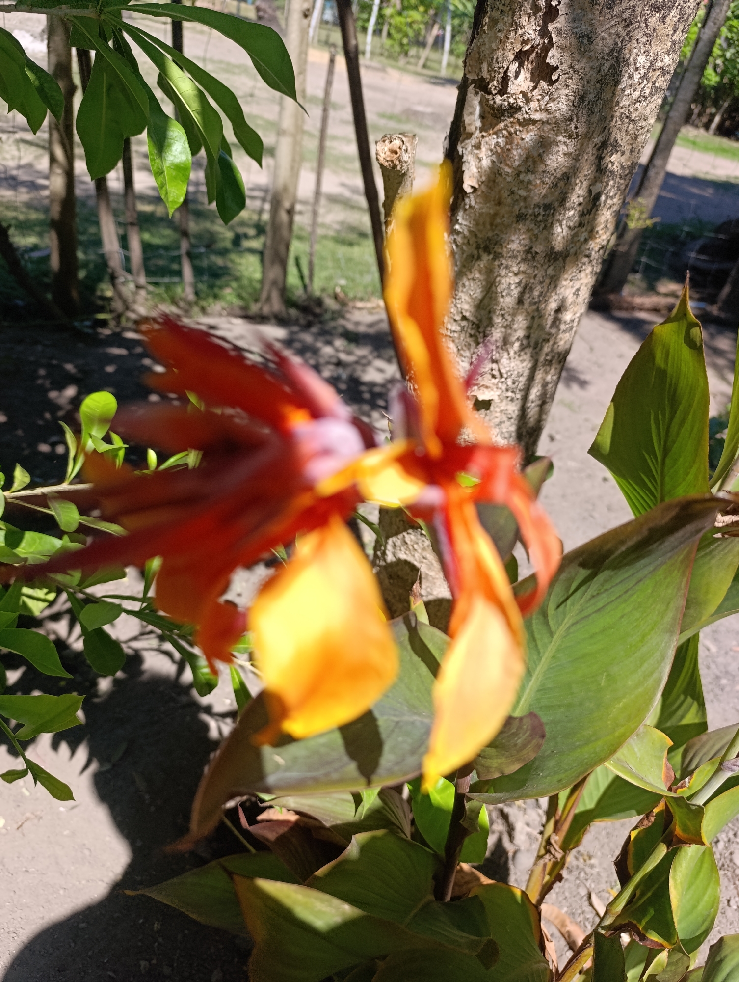 An out-of-focus, close-up shot captures a vibrant orange-red flower with yellow accents in the foreground. The flower is positioned to the left of a textured, rough tree trunk that dominates the right side of the frame. Large, green leaves frame the lower portion of the image, with some leaves on the left appearing lighter green and more delicate. The background is blurred, showing hints of thin wooden posts and foliage, suggesting an outdoor setting. Sunlight casts a distinct shadow of a person on the ground to the left of the flower. The location is identified as Unknown, Unknown.