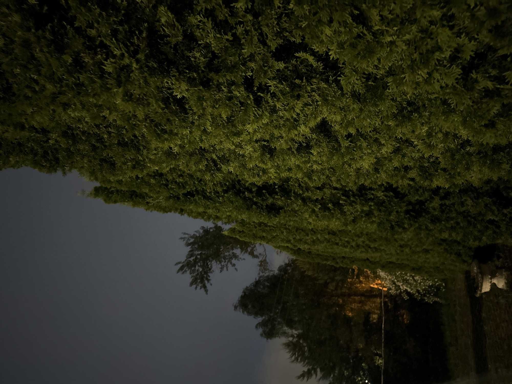 A dense, dark green hedge, possibly cypress or cedar, dominates the right side of the frame. The hedge is illuminated by an unseen light source, casting a yellowish-green glow on its foliage and creating deep shadows within its mass. To the left of the hedge, a dark sky with faint clouds is visible. In the middle ground, several trees with dark foliage are silhouetted against the sky, some appearing windswept. A faint orange light emanates from behind the trees, suggesting artificial lighting. A small, white, decorative planter or pedestal is visible in the lower left corner of the image. The overall scene depicts an outdoor environment at night, with a focus on the texture and form of the evergreen hedge. This image was taken in the city of Zaokskiy, Russia.