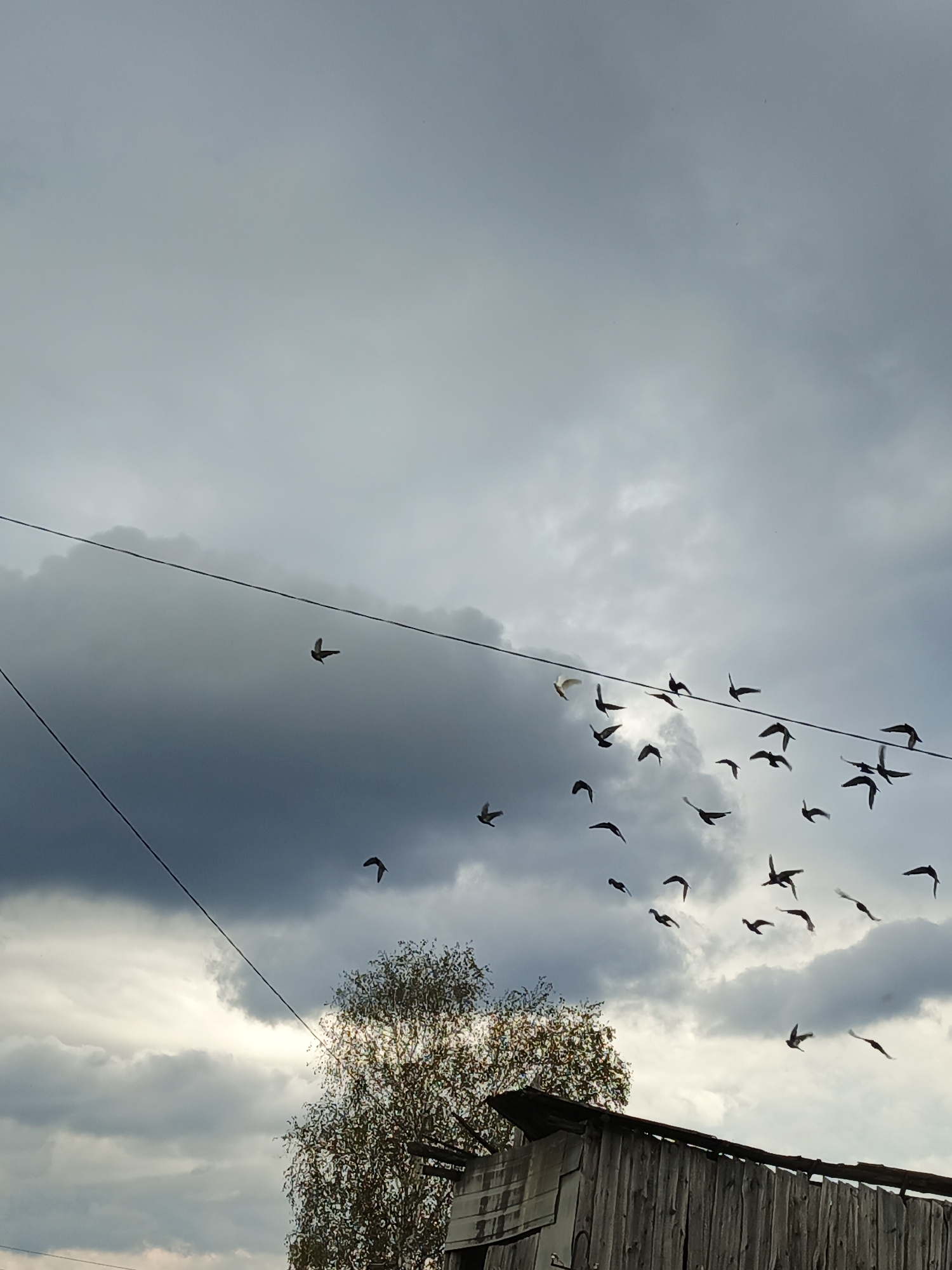 The image depicts a flock of birds in flight against a cloudy sky, with a portion of a wooden structure and a tree visible in the lower part of the frame. The scene appears to be located in Medvedyovka, Russia, as indicated by the metadata. Several birds are scattered across the sky, with some perched on a power line. The sky is overcast with dramatic clouds, suggesting either impending weather changes or the aftermath of a storm. The wooden structure is weathered and appears to be part of a rural dwelling or outbuilding. The tree, possibly a birch due to its light-colored bark and autumnal foliage, is positioned to the left of the wooden structure. The overall impression is one of a natural, rural setting under a dynamic sky.