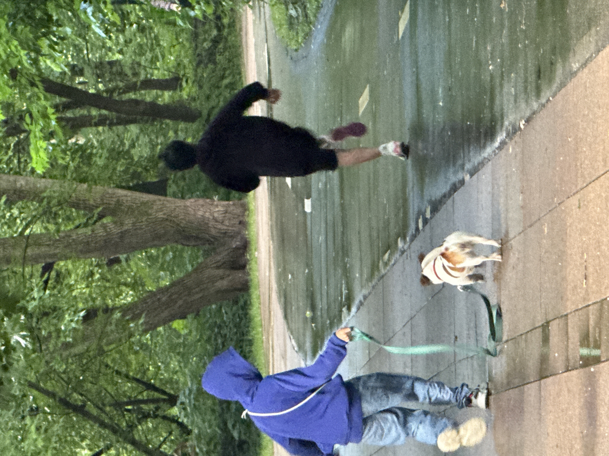 Two people and a dog are on a paved path in a park with trees and foliage. The person on the left, wearing a blue hooded sweatshirt and jeans, is walking a small dog on a leash. The dog is white and brown with a red harness. The person on the right, wearing a black sweatshirt and shorts, is running ahead on the path. The path is wet and appears to have recently rained, with reflections visible on the surface. The background is filled with lush green trees. This scene is likely in Moscow, Russia, given the context of the request.