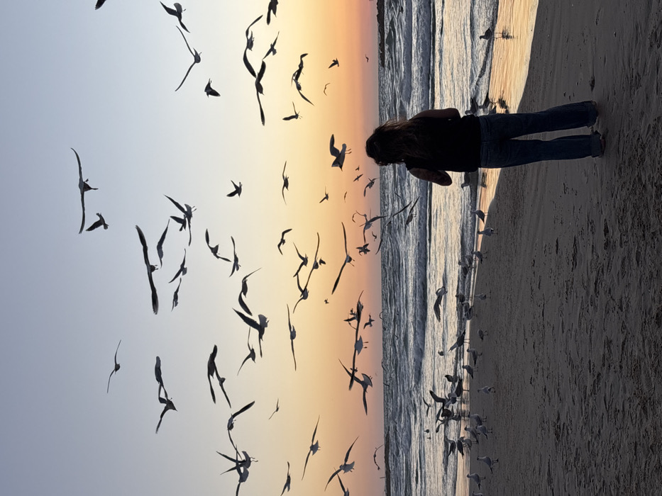 The image displays a coastal scene at dusk, specifically a beach in Tel-Aviv, Israel. The sky transitions from a light blue at the top to an orange and yellow gradient near the horizon. The Mediterranean Sea features gentle waves breaking upon a dark sandy shore, reflecting the sky's colors in wet areas. Distant breakwaters are visible extending into the sea on both the left and right sides of the frame.
In the foreground, one individual, appearing female, stands with her back to the viewer, positioned on the sand near the water's edge. She has long, dark, wavy hair and is dressed in a dark sleeveless top and blue jeans. She is facing the sea and the multitude of birds.
Numerous seagulls are present throughout the scene. A large flock is airborne, silhouetted against the sunset sky, filling the upper and middle portions of the image. Additionally, many seagulls are visible standing on the sandy beach in the foreground and near the waterline, some reflecting in the shallow water. The overall composition suggests a gathering of birds around the person on the beach at sunset.