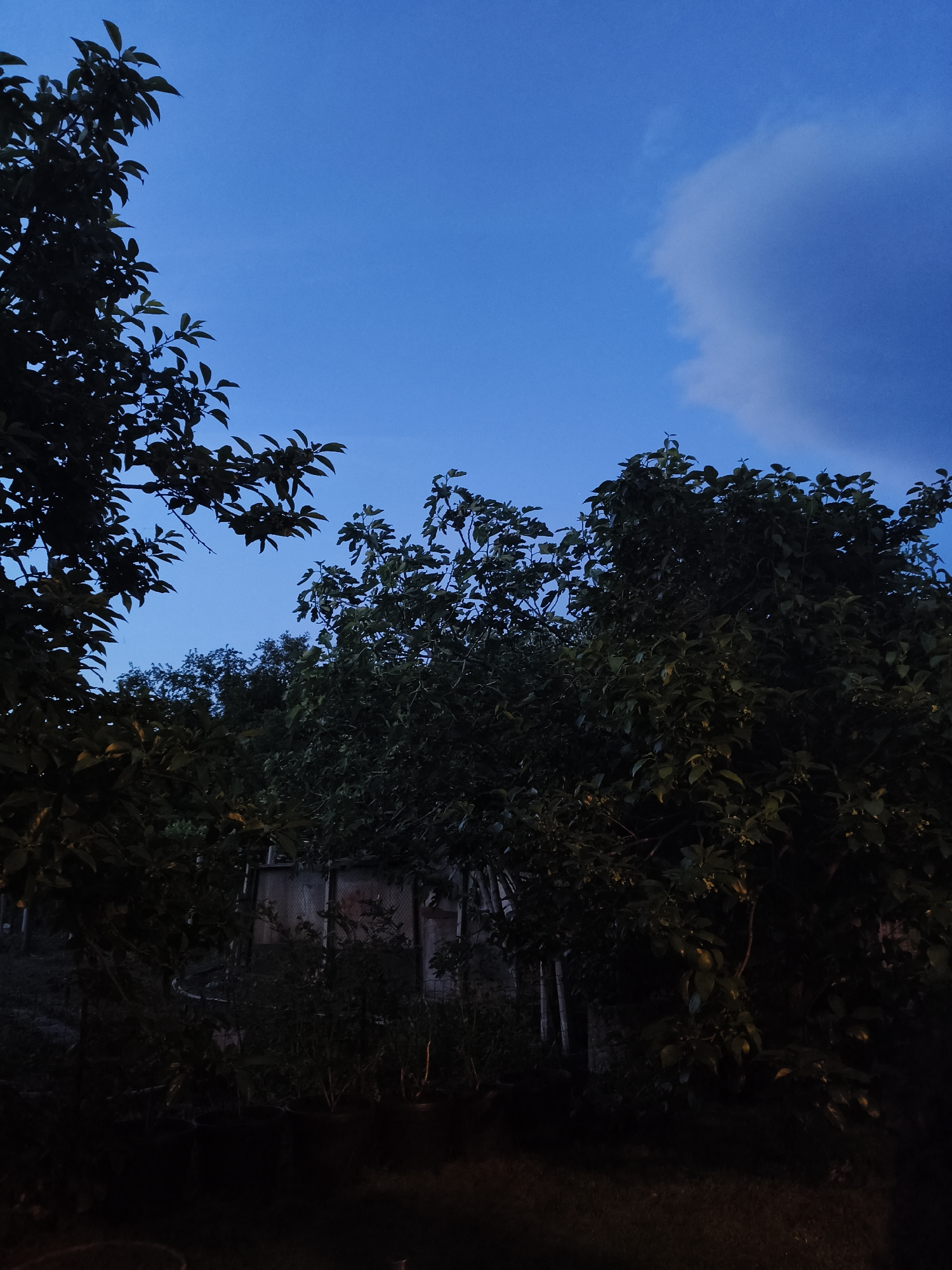 The image captures a scene in Saedinenie, Bulgaria at dusk or night. The sky is a gradient of deep blue, lighter blue, and a white cloud is visible. Silhouetted trees and shrubs dominate the foreground and middle ground, obscuring a building or fence structure in the background. The ground is obscured by shadow. There are no people visible.