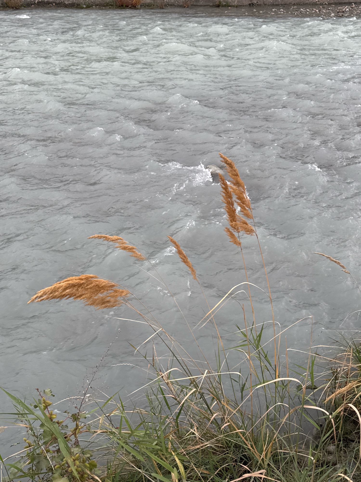 A close-up, high-angle shot captures the murky, rippling surface of a river in Bishkek City, Kyrgyzstan. The water has a dull gray-blue hue, with whitecaps suggesting a brisk current. Along the foreground, dried reeds and green grasses grow from the bank, their thin stalks reaching out towards the water. A few seed heads of the reeds, a warm golden-brown, are prominent, some appearing to float on the water's surface. The riverbed appears to be lined with small stones and pebbles, visible at the top edge of the frame. The overall scene is devoid of any human presence or activity.