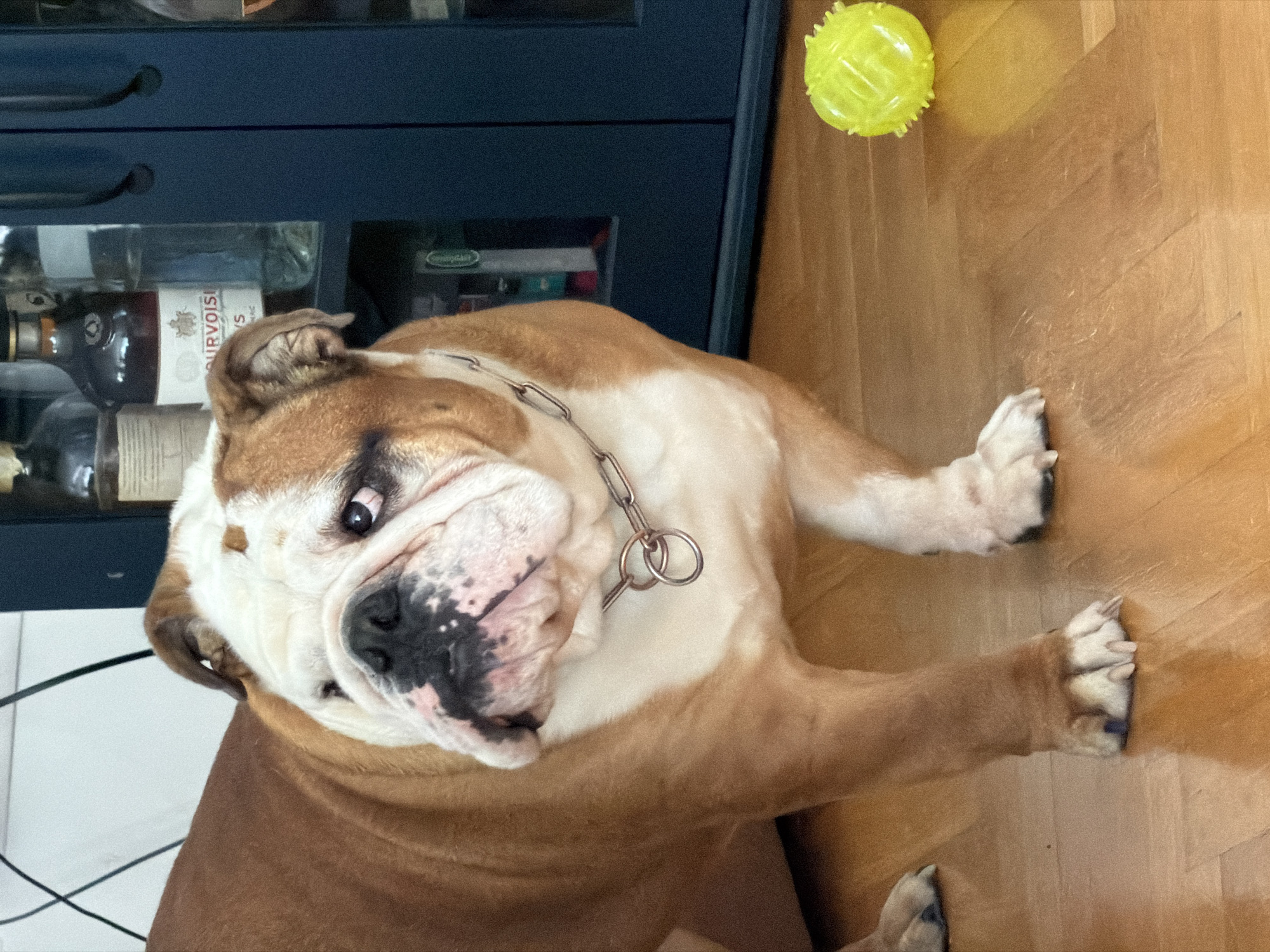 A medium shot depicts an English bulldog lying on a light brown parquet floor. The dog is predominantly brown and white, with a black mottled nose. It wears a silver-colored chain around its neck. The dog is positioned near a dark blue cabinet with two drawers, behind which are various bottles. A yellow, spiky dog toy rests on the floor to the right of the dog. The location is not discernible from the provided image and therefore cannot be accurately identified within the city of Sofia, Bulgaria.