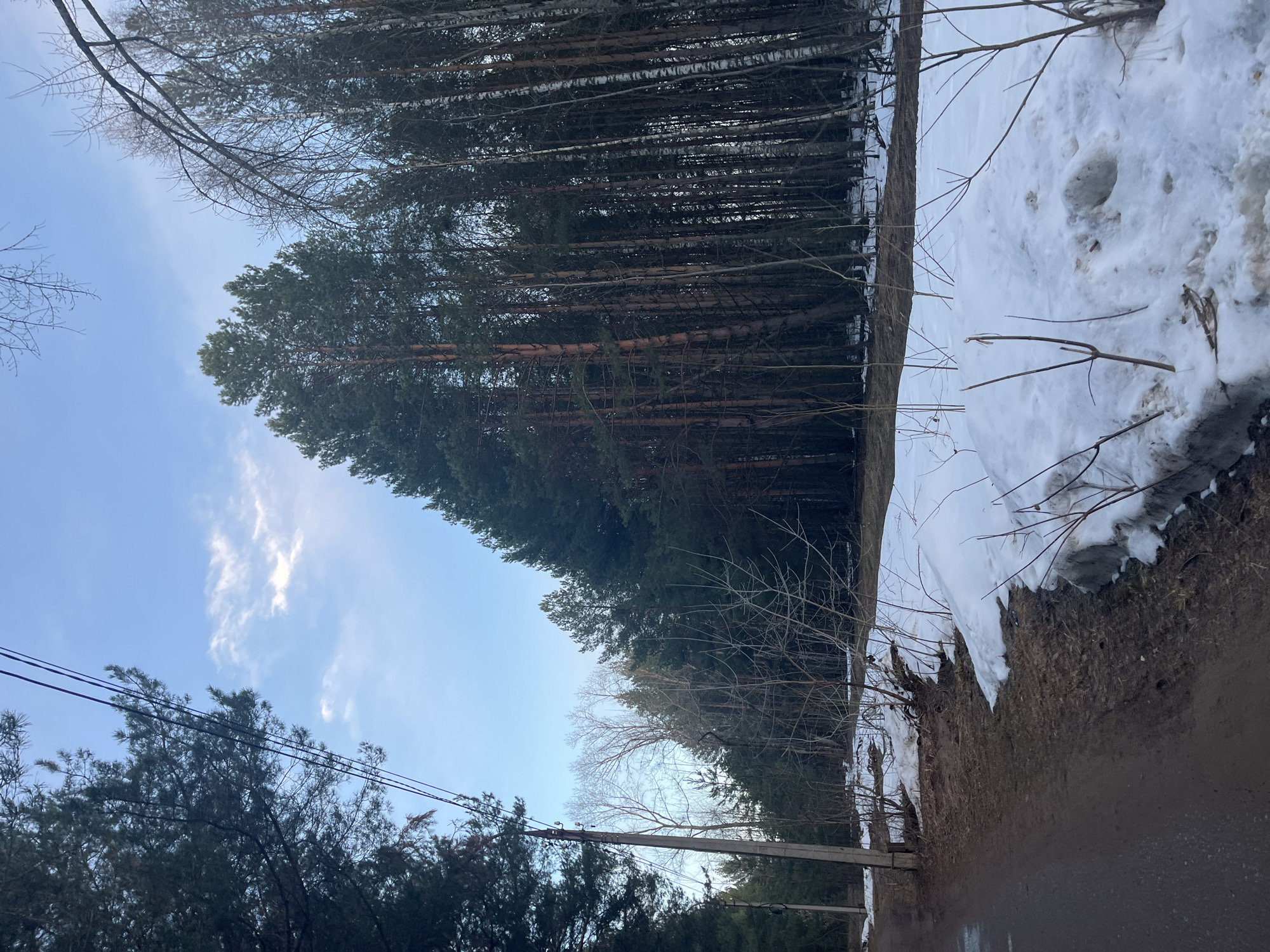 The image depicts a partly snow-covered scene in Chaikovsky, Russia. A road runs along the lower right, transitioning to dirt. The left side of the frame shows trees, some bare and others evergreen, with utility poles and wires visible. A bank of melting snow borders the trees on the right. The sky is visible above, with some clouds.