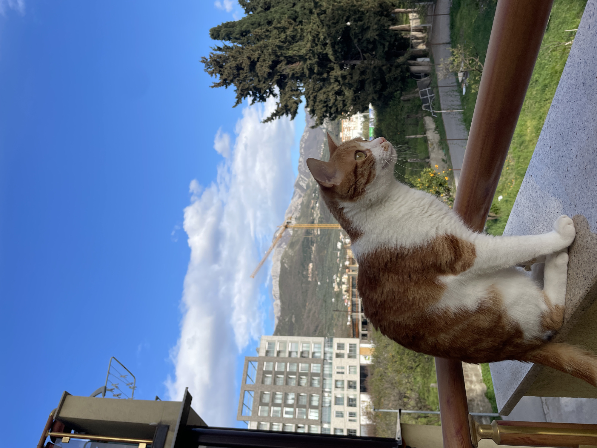 A medium shot depicts a domestic orange and white cat perched on a concrete and wood balcony railing in Bar, Montenegro, looking upward. In the background, a cityscape is visible, including a tall apartment building and a yellow construction crane against a backdrop of a mountain range partially obscured by clouds in a bright blue sky. A green tree and grass are visible beyond the railing.