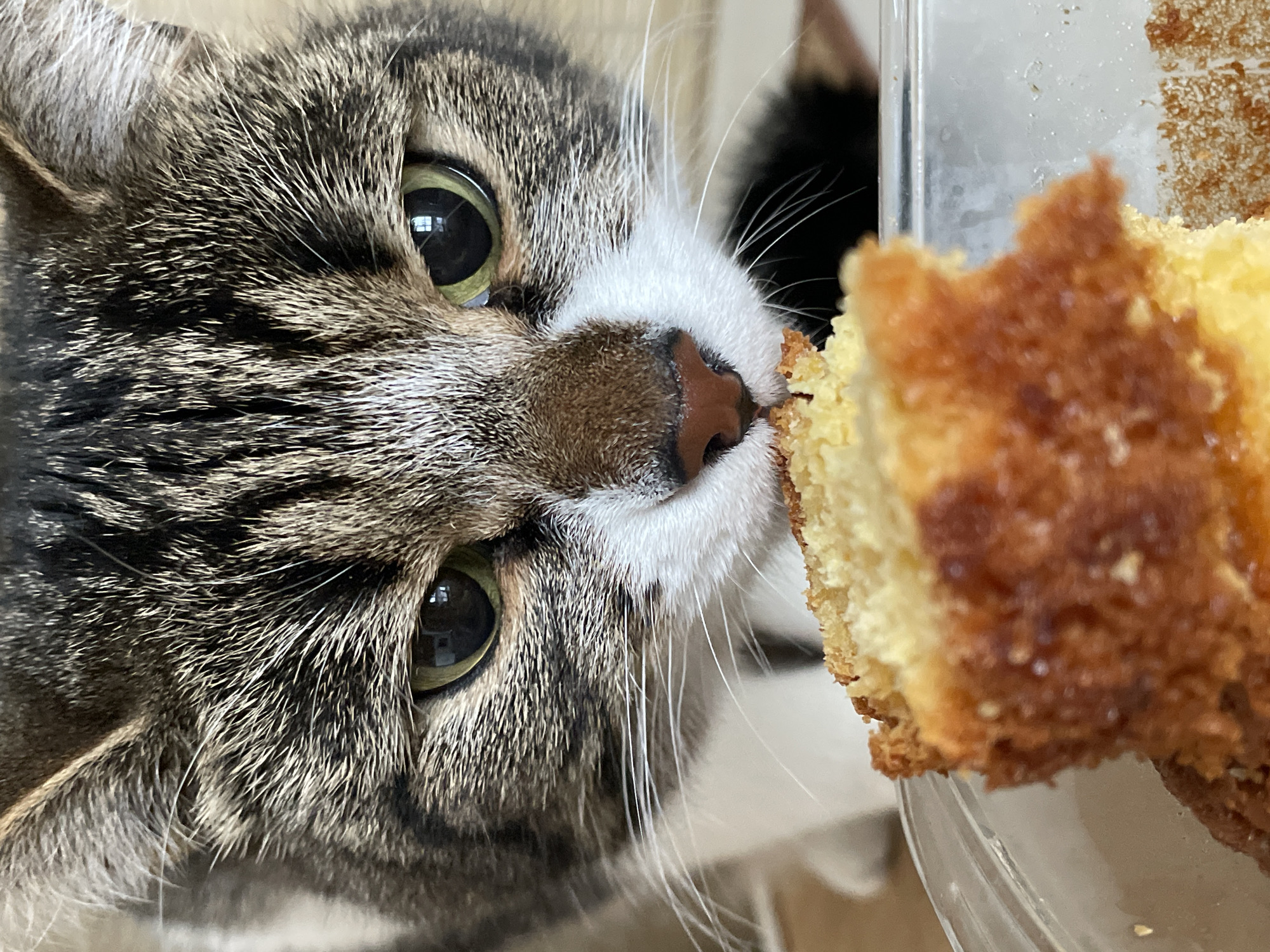 A close-up shot reveals a tabby cat with green eyes, its nose close to a piece of cake. The cat's fur is a mix of gray and brown stripes. The cake is two-toned, with a light yellow inside and a darker, golden-brown crust. A clear plastic container is partially visible behind the cake. The exact location in Izhevsk, Russia, is not discernible from the image. No people are visible in the image. The cat appears to be investigating or potentially about to eat the cake. The environment is otherwise nondescript, with the focus heavily on the cat and the cake.