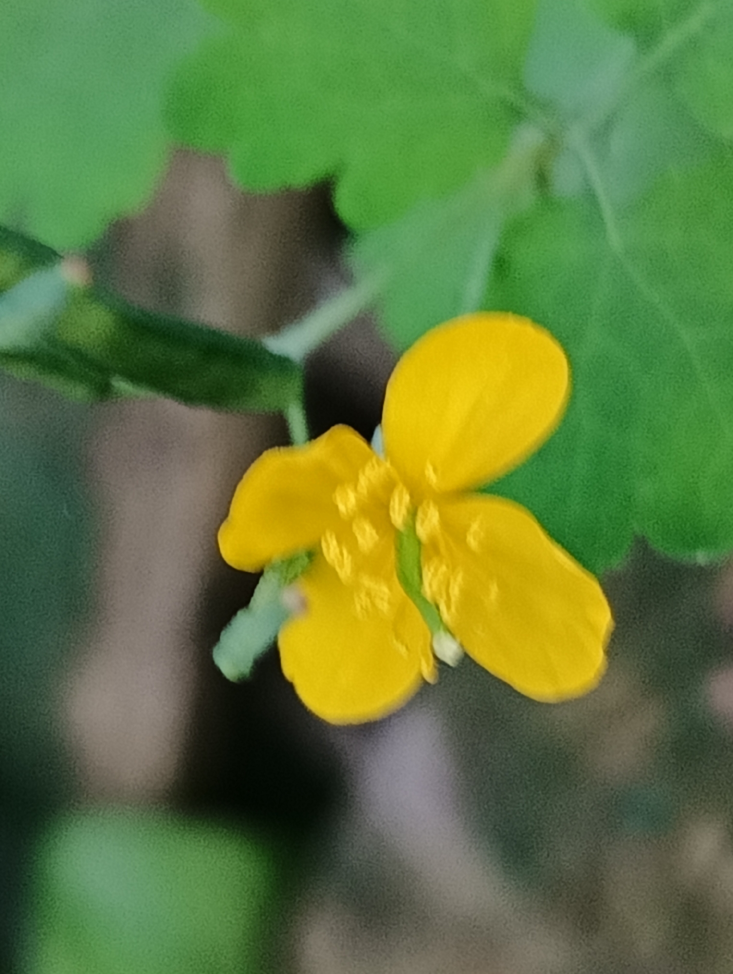 A close-up photograph displays a single, four-petaled yellow flower in a natural, outdoor environment, located in the city of Unknown, Unknown. The flower, positioned slightly to the left of the frame's vertical center, exhibits irregularly shaped, vibrant yellow petals. Its center contains multiple small, granular, yellow structures, consistent with stamens. A thin, light green stem supports the flower. The background is heavily blurred with a shallow depth of field, rendering surrounding elements indistinct. Visible elements in the blurred background include various shades of green foliage, particularly in the upper and upper-right sections, with hints of darker, muted brown and grey tones suggesting underlying ground or deeper shadows. The green leaf in the upper-right appears to have a scalloped or lobed edge. No human figures or other distinct objects are present. The lighting is even, illuminating the flower as the primary focal point.