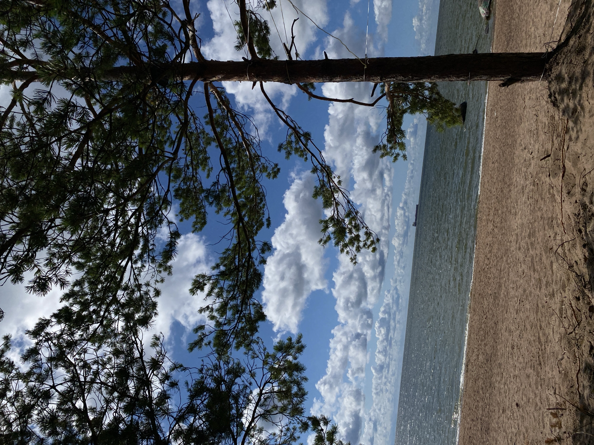 A view of a sandy beach along the Baltic Sea is captured from a low angle, looking out towards the water under a bright blue sky filled with fluffy white clouds. In the foreground, a tall, slender pine tree stands prominently on the right side of the frame, its branches extending across the upper portion of the image, framing the sky and sea. The sand of the beach is light brown and appears somewhat coarse, with a few scattered twigs and pine needles. Gentle waves are rolling onto the shore, creating a thin line of white foam. In the distance, on the horizon, a large cargo ship is visible. The water is a deep, choppy blue-gray. The overall scene suggests a serene, natural coastal environment.