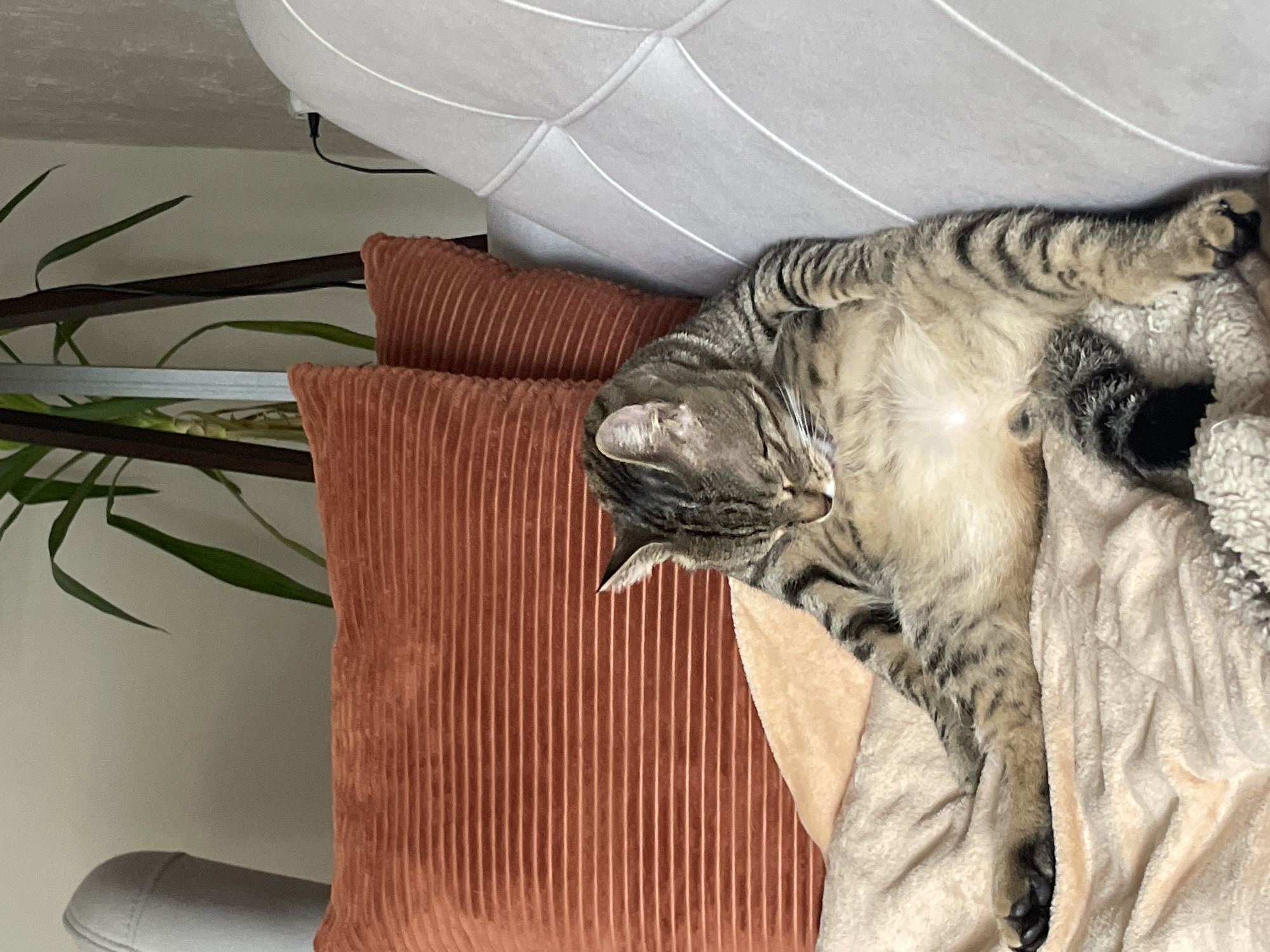 A tabby cat is lounging on a couch in a relaxed pose. The cat has its eyes closed and its belly exposed, with its legs spread out. It is lying on a plush blanket, with two rust-colored pillows behind it. The couch appears to be a light gray color with quilted detailing on the backrest. In the background, a tall potted plant with long green leaves is visible, along with a wooden stand and part of a light-colored wall. The scene suggests a comfortable and tranquil indoor setting.
