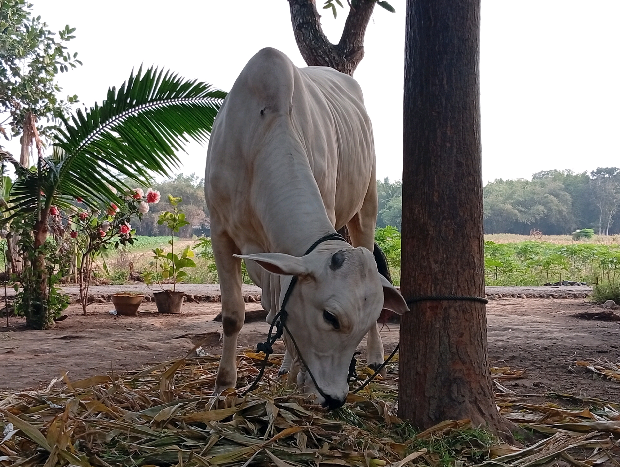 A white cow is tied to a tree and eating dry leaves in Miritpetikusan, Indonesia. The cow is facing away from the camera, with its head down, chewing on the leaves. A rope is tied around its neck and to the tree. The tree is in the foreground, with the cow to its left. In the background, there are palm trees and some bushes. The ground is covered in dry leaves and dirt.