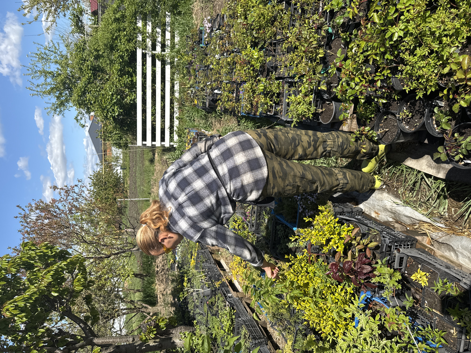 An outdoor, eye-level shot captures a person tending to plants in what appears to be a nursery or garden setting in Pervorechenskoye, Russia. The person, with blonde hair tied back and wearing sunglasses, is dressed in a black and white plaid shirt, camouflage pants, and bright yellow footwear. They are bent over, reaching their right hand towards a row of potted plants, primarily green and some with reddish foliage, which are arranged in black plastic crates on the ground.
The background features lush green trees and bushes under a bright blue sky dotted with fluffy white clouds, indicating a clear, sunny day. To the left, a mature tree with both bare branches and new green leaves is visible. A white picket fence runs horizontally across the mid-ground, separating the plant display from a field or open area further back, where a building with a dark roof can be seen. The ground around the plants is a mix of soil and sparse grass. The scene suggests an activity of gardening, plant selection, or maintenance on a bright, pleasant day. There is no visible text in the image.