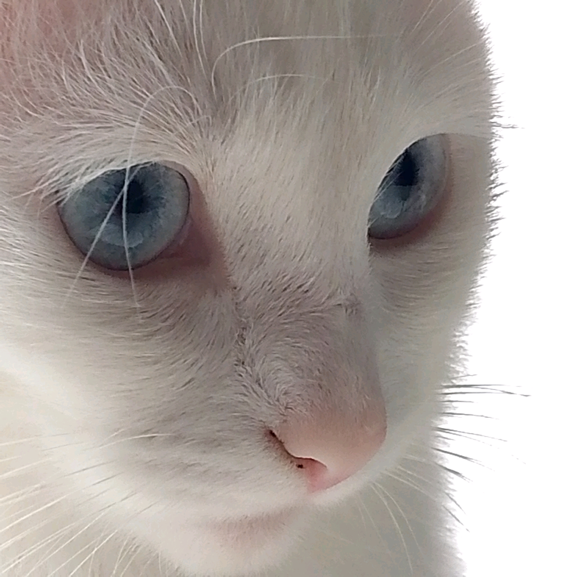 A close-up, eye-level, full-frame photograph captures the face of a white kitten with striking blue eyes. The kitten's fur is short and soft, with visible whiskers. The background is a bright, uniform white, suggesting an indoor setting or studio environment, with no discernible environmental features. The kitten is positioned slightly off-center to the right, with its gaze directed downwards and to the right. The image shows no signs of human presence or interaction, and no objects are visible other than the kitten itself. The lighting is soft and diffused, highlighting the texture of the fur and the clarity of the eyes. There are no indications of the location being in Nikologory, Russia.
