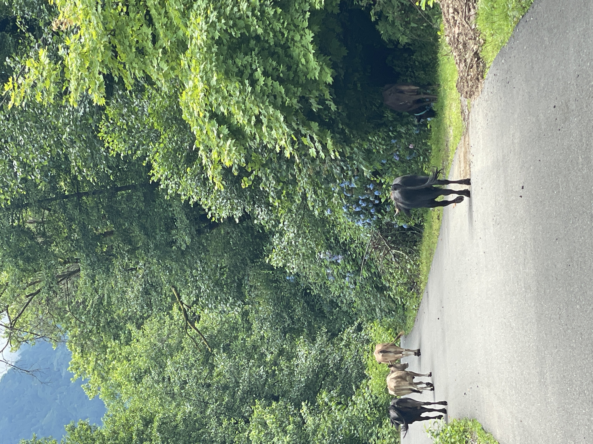 The image captures a paved path winding through a lush, green forest. Several cows, varying in color from black to tan, are walking along the path. The trees are dense and overhanging, with some dappled sunlight filtering through. Blue flowers are visible amongst the undergrowth on the right side of the path. The scene suggests a rural or semi-rural setting, potentially in the outskirts of Tqwarchal, Abkhazia, where livestock may roam freely.