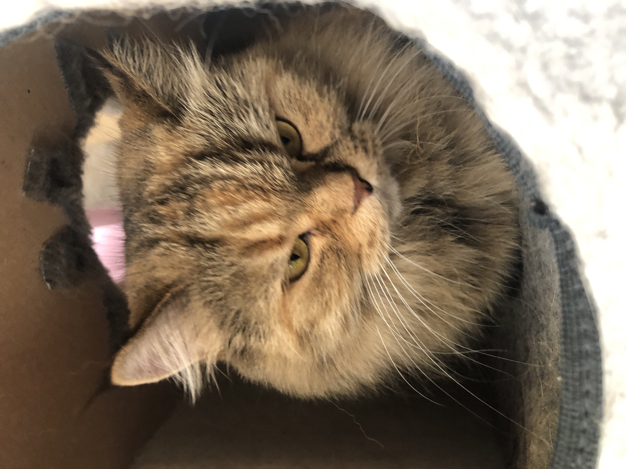 A close-up, indoor shot shows a fluffy, long-haired cat with tortoiseshell coloring nestled in a fabric hideaway. The cat's fur is a mix of brown, orange, and black. Its eyes are a striking yellow-green, and its whiskers are long and white. The cat is positioned in the center of the frame, looking slightly down and to the right. The hideaway appears to be made of soft fabric, with cardboard elements visible in the background. The lighting is soft, casting a gentle glow on the cat's face. The cat's expression is somewhat stern. The background is dark and out of focus, creating a shallow depth of field that emphasizes the cat.