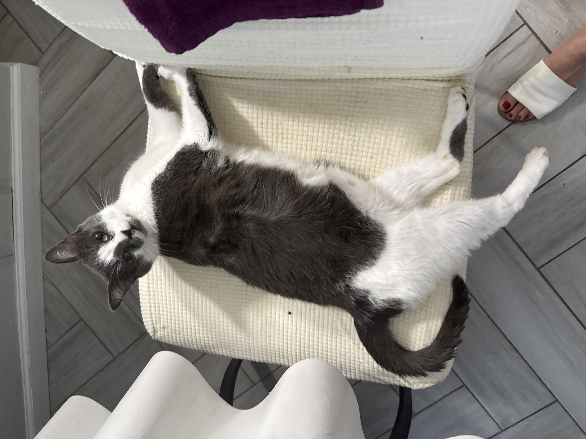 A grey and white cat is lying on its back on a white cushioned chair in Bellmore, New York. The cat is looking up at the camera with its head tilted. Its paws are resting on the chair, and one paw is extended upwards. A person's foot, wearing a white sandal and red nail polish, is visible on the floor to the right of the chair. The floor is tiled with grey wood-like tiles. A white chair is partially visible on the left side of the image. A section of a purple blanket or fabric is visible on the right side of the chair.