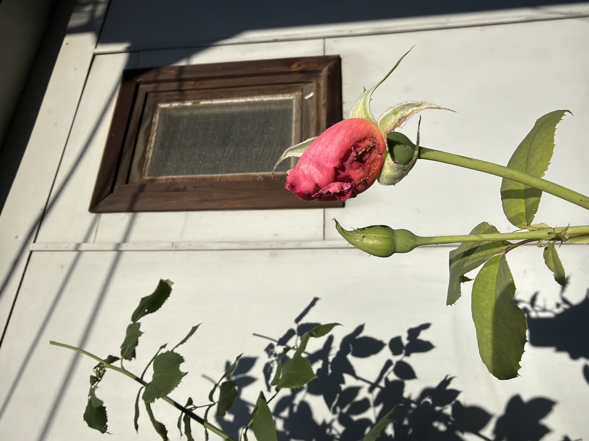 A partially bloomed pink rose is centered in the foreground, casting a shadow on a white paneled wall. To the left of the rose, a green rose bud stands upright, also casting a shadow. A branch with several green leaves is visible in the upper left corner, its shadow also cast on the wall. In the upper right quadrant of the image, a small, dark wooden-framed window is set into the wall. The overall scene is brightly lit by sunlight, creating strong contrasts between light and shadow. The location is Pazardzhik, Bulgaria.