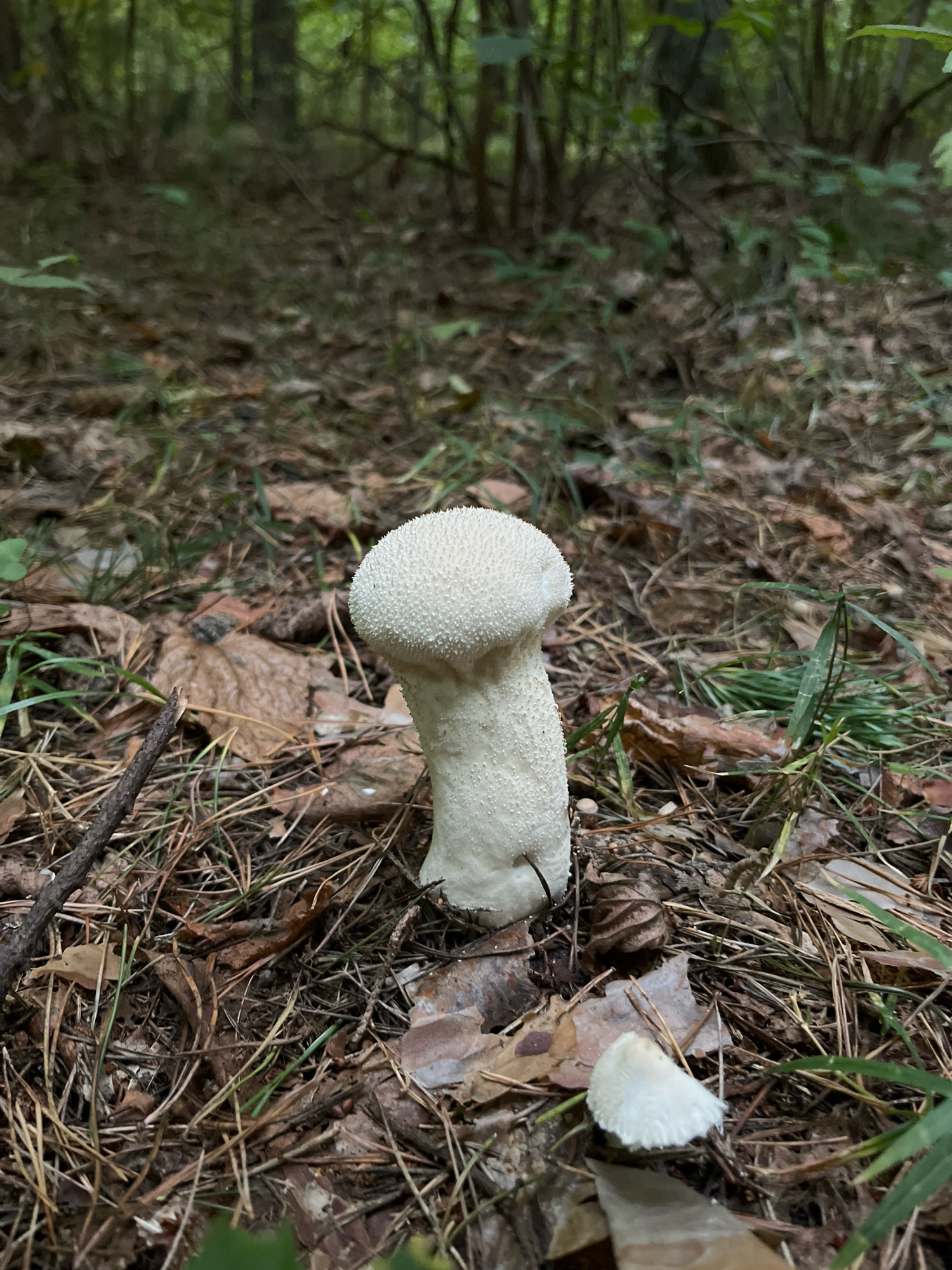A single, white, round-topped mushroom, likely a common puffball, stands upright on a forest floor covered with pine needles, dry leaves, and twigs. The mushroom is textured with small, raised bumps. To the lower right of the main mushroom, a smaller, broken piece of a similar white mushroom lies on the ground. The background is blurred, showing a dense forest with tree trunks and green foliage, suggesting a natural woodland setting. The lighting indicates it is daytime, with dappled light filtering through the trees. The scene is consistent with a location within the natural areas of Kaunas, Lithuania, such as the Girionys forest park or any of the city's numerous green spaces. There are no people or animals visible in the image.