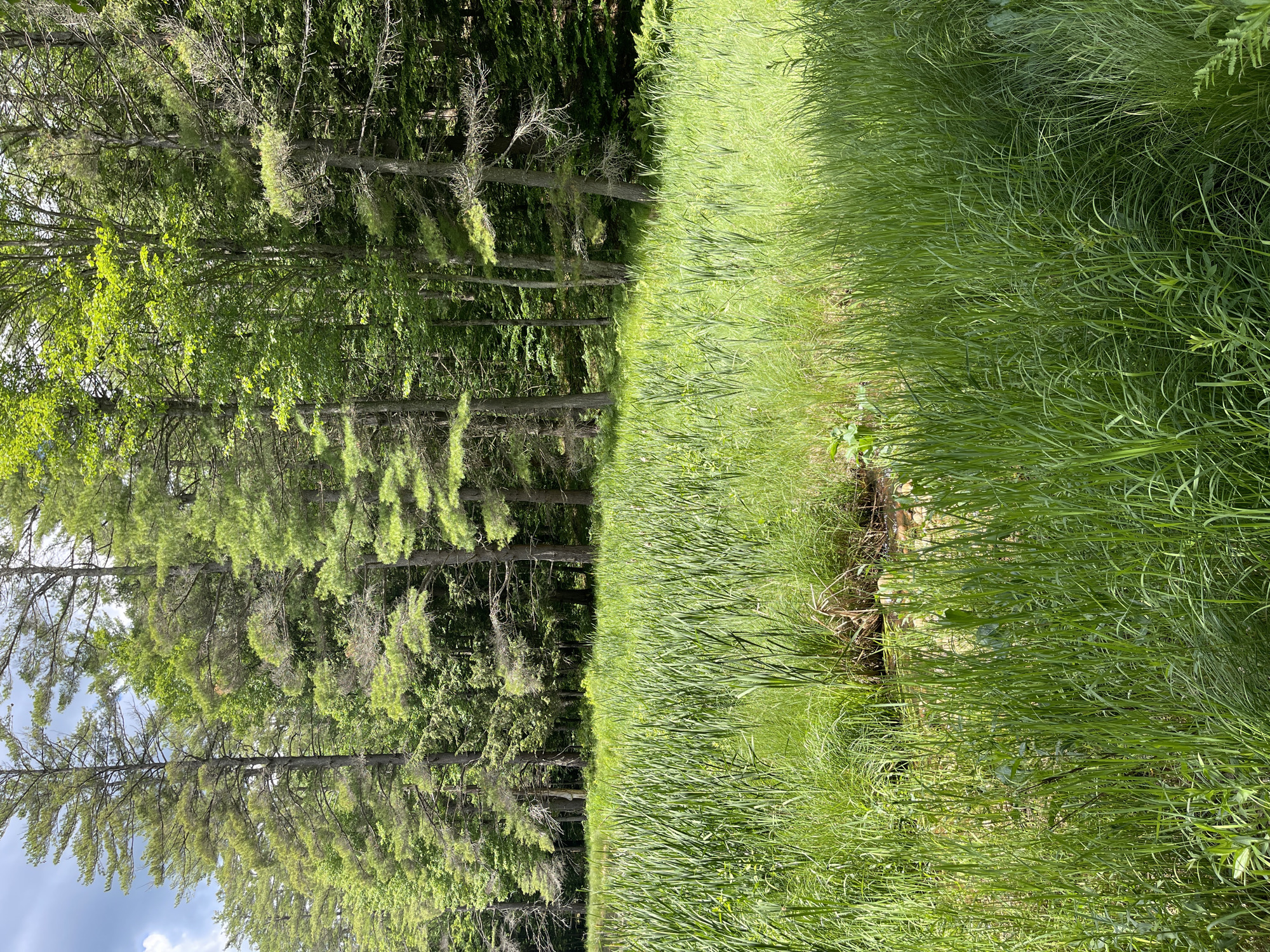 A high-angle, medium shot captures a lush, green marshy area bordered by a dense forest. The foreground is dominated by tall, vibrant green grasses and reeds that reach up to the viewer's eye level. A small, partially obscured stream or water channel meanders through the grasses, its muddy banks visible in places. In the background, a diverse forest of deciduous and coniferous trees stands tall, their branches laden with green leaves. Sunlight filters through the canopy, creating dappled light on the forest floor and highlighting the vibrant green hues of the vegetation. The sky, visible in the upper left corner, is a pale blue with scattered white clouds. The scene depicts a natural wetland environment, typical of rural areas like Greig, New York.
