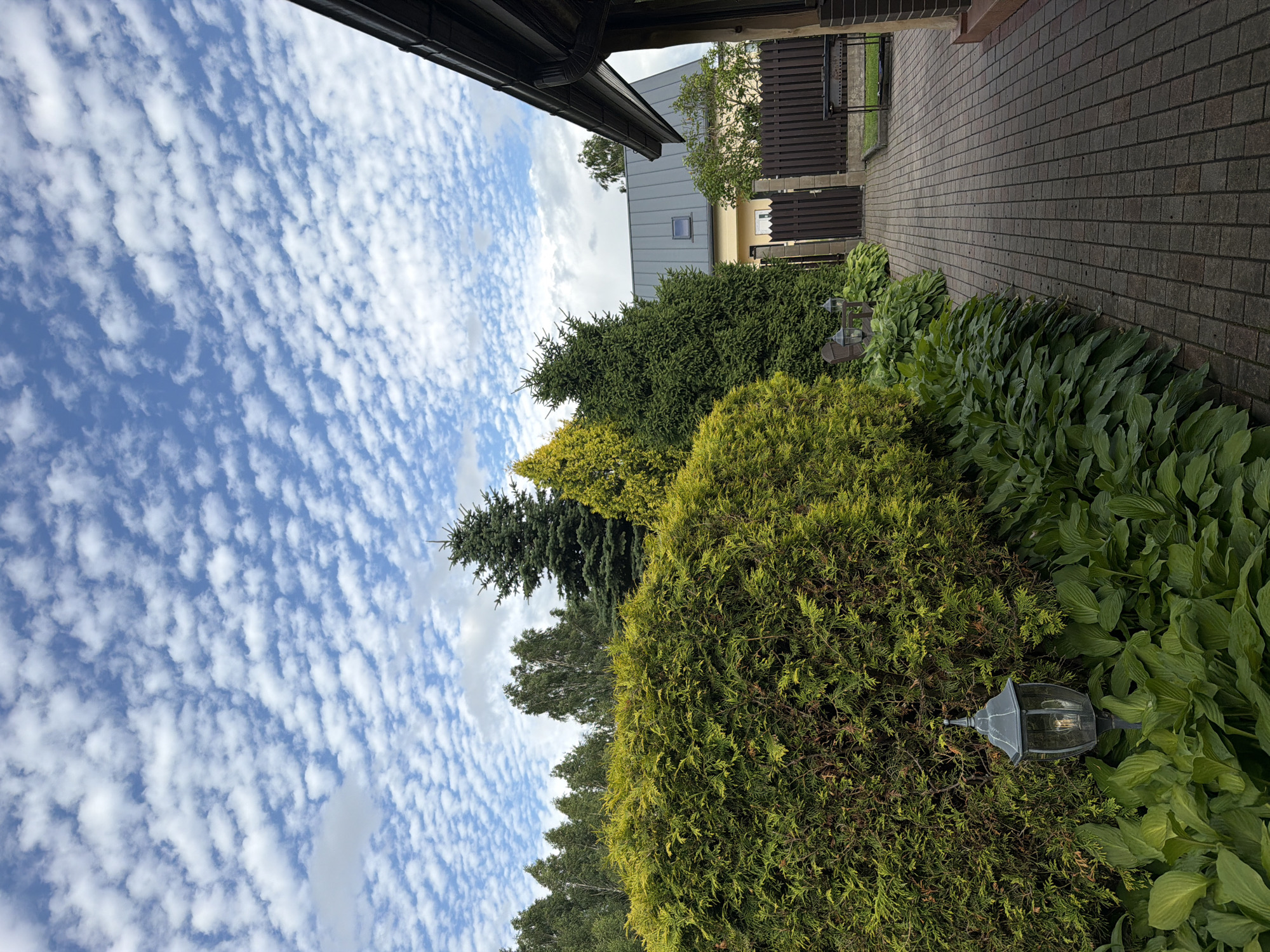 The image depicts a residential backyard in Baloži, Latvia, featuring a well-maintained garden and a paved walkway. The foreground is dominated by a large, lush green hedge, likely a thuja, with a vintage-style lamppost nestled amongst the surrounding hosta plants. To the right, a brick-paved pathway leads towards a wooden fence and gate. Beyond the fence, a light yellow house with a grey metal roof is visible. Several coniferous trees, including a tall spruce, are scattered throughout the yard, contributing to the overall verdant landscape. The sky is a vibrant blue, filled with a multitude of small, fluffy white clouds, indicative of fair weather. The scene is static, with no people or discernible activity.