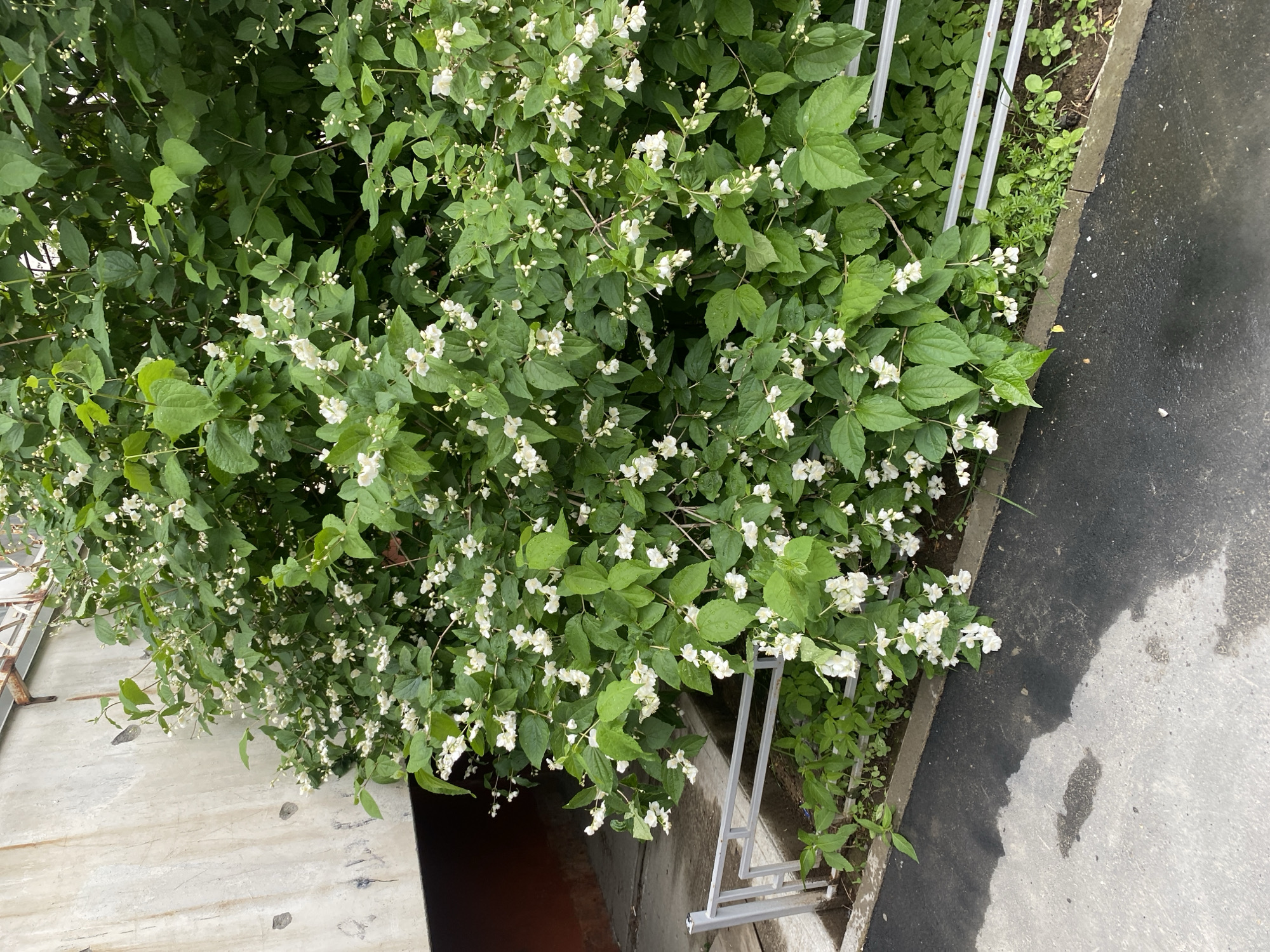 The image depicts a dense bush with white flowers and green leaves situated next to a concrete wall and a metal fence. The ground in front of the bush is a mixture of asphalt and concrete, with some wet patches visible. There are no people or animals in the frame. The scene appears to be an outdoor area, possibly a sidewalk or a pathway, in a city. The presence of a metal fence and a concrete structure suggests an urban environment. The lush greenery and white flowers indicate a natural element within this urban setting. Given the information provided, this scene could be located in the city of Yuzhno-Sakhalinsk, Russia, where similar urban landscaping and vegetation can be found.