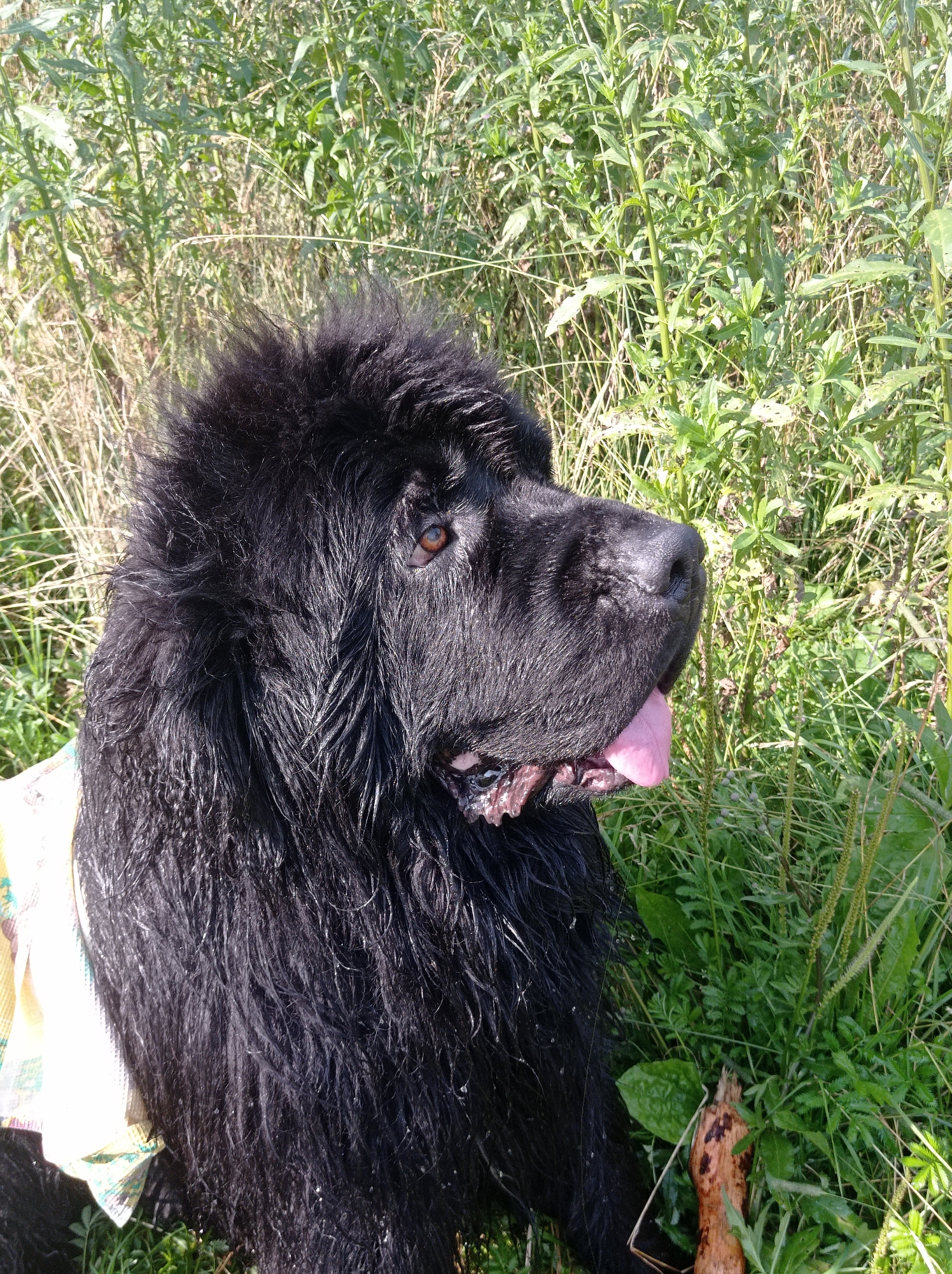 A black Newfoundland dog with wet fur sits in tall green grass, its pink tongue hanging out. The dog's head is turned to the right, and its brown eyes are looking forward. A yellow and white patterned fabric is visible on the dog's left side. A piece of wood lies in the grass to the right of the dog. The scene appears to be an outdoor setting, possibly a park or a field in the city of Degtyarsk, Russia.
