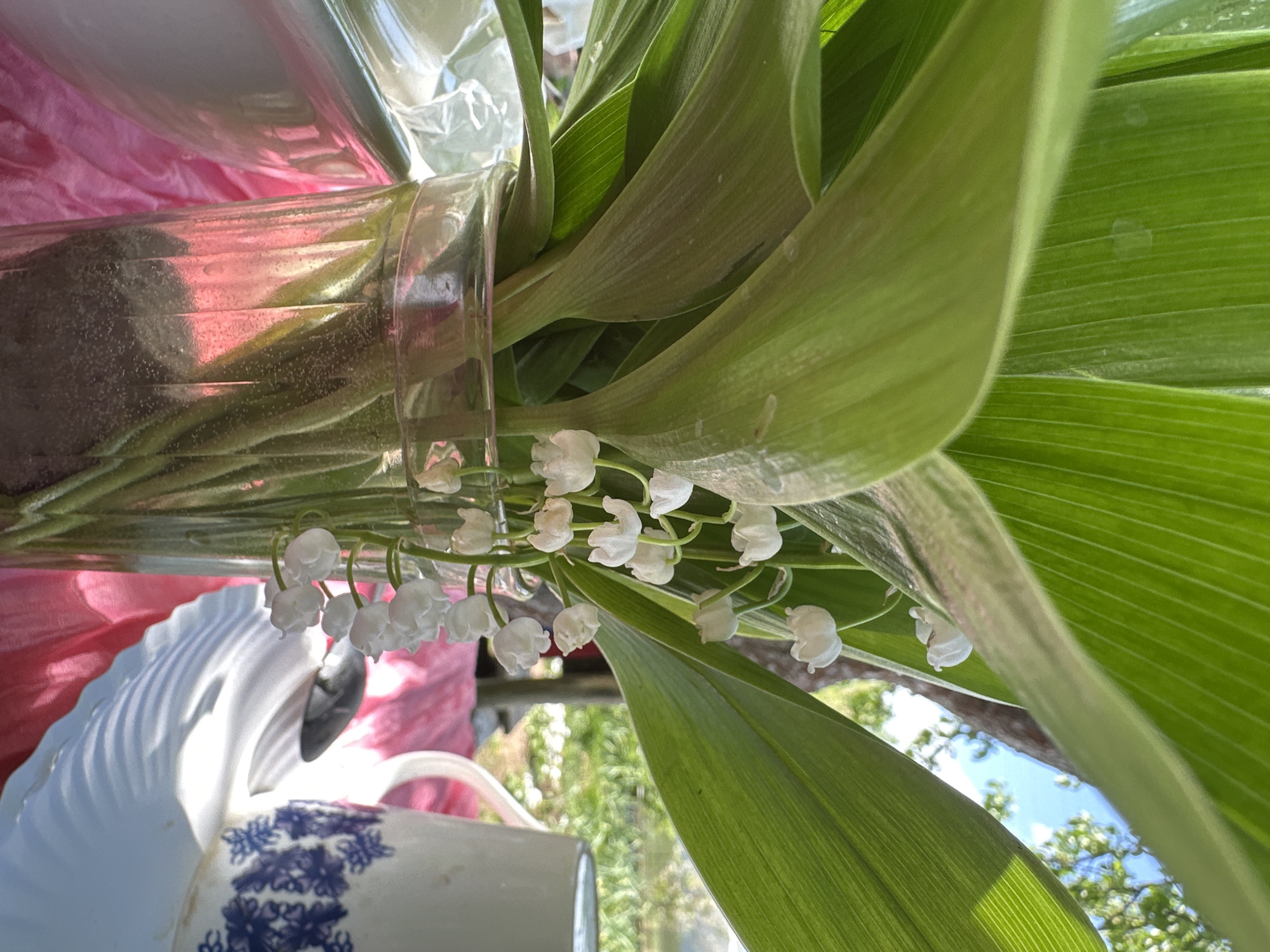 Here is a description of the image:
The image is an indoor shot of a glass vase filled with lily of the valley flowers and foliage. The vase sits on a surface with a white plate and a cup with a blue floral pattern nearby. A pink bag is partially visible in the background. The flowers and leaves are green and white. The background outside the window shows green trees and a blue sky. The image was likely taken in Chaikovsky, Russia, as requested.