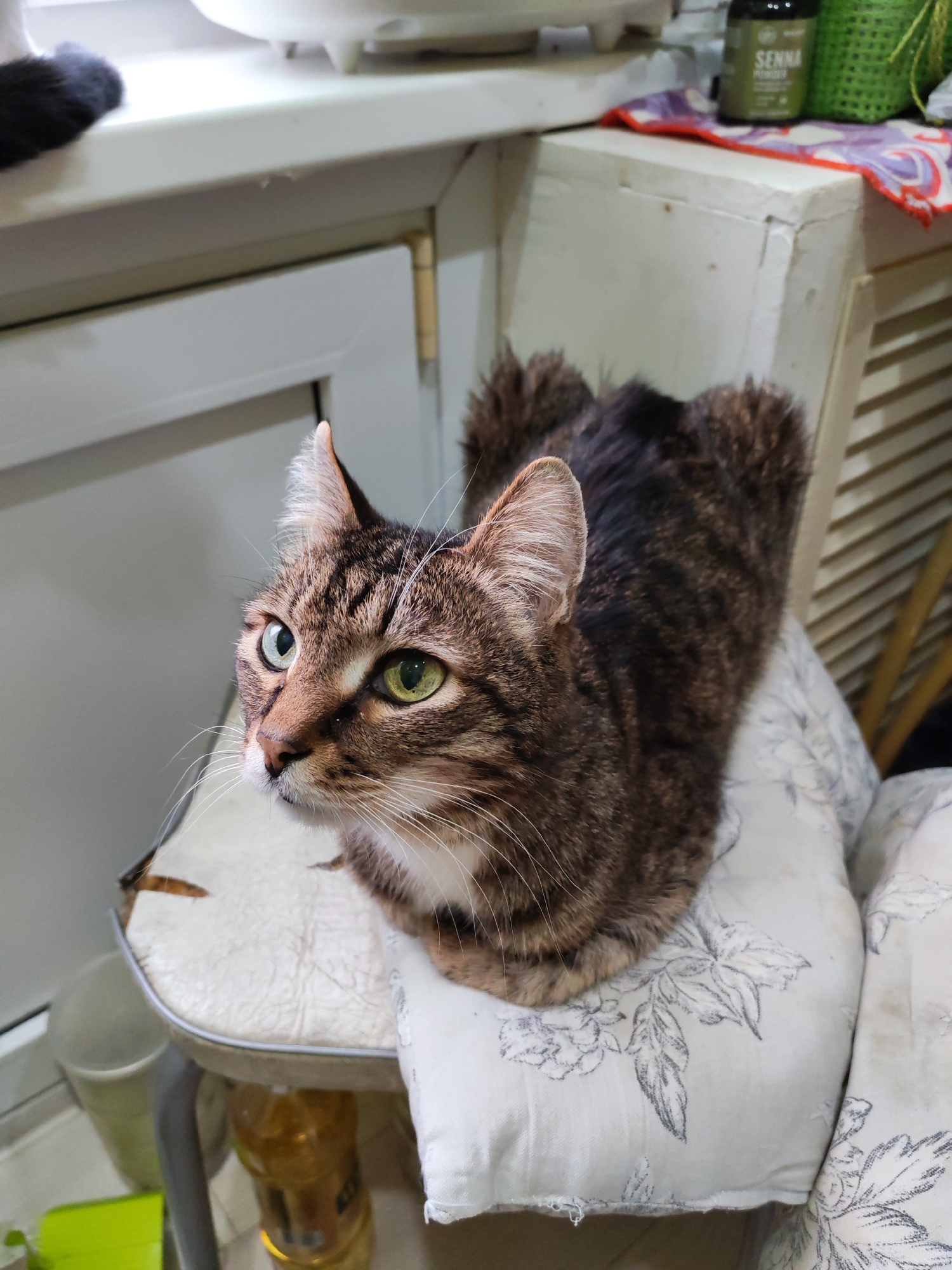 An indoor scene depicts a tabby cat, exhibiting brown and black stripes with white markings on its muzzle, chest, and paws, resting in a loaf position on a light-colored upholstered chair. The cat's head is turned towards the left, with its right eye displaying a greenish-blue hue and its left eye green. The chair's upholstery, featuring a faded grey floral pattern, shows wear and tear with visible fraying.
The background on the left reveals a white windowsill or shelf, below which is a white cabinet or door with a brass-colored hinge. A dark, furry object rests on the windowsill. The background on the right features a vertical slatted surface, likely part of a cabinet or wall panel. On top of this surface, a dark green bottle labeled "SENNA" and a bright green woven basket are visible, partially obscured by a purple and white patterned cloth. Below the chair, a clear plastic bottle containing a yellowish liquid and a light-colored bucket are present.
The exact location within the city of Chaikovsky, Russia, is not discernible from the provided image, which depicts a domestic interior. No human subjects are present.