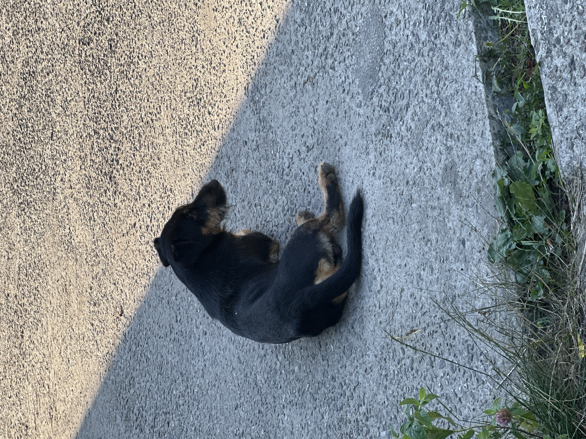 A medium-sized black and tan dog lies on a paved surface in Bol'shoi Kichmai, Russia. The dog is positioned facing right, with its body curved. The paved surface is rough and textured, with a distinct shadow cast diagonally across it from the upper left to the lower right. In the lower portion of the image, grass and some green plants are growing. The lighting suggests it is daytime, possibly late afternoon due to the long shadow.