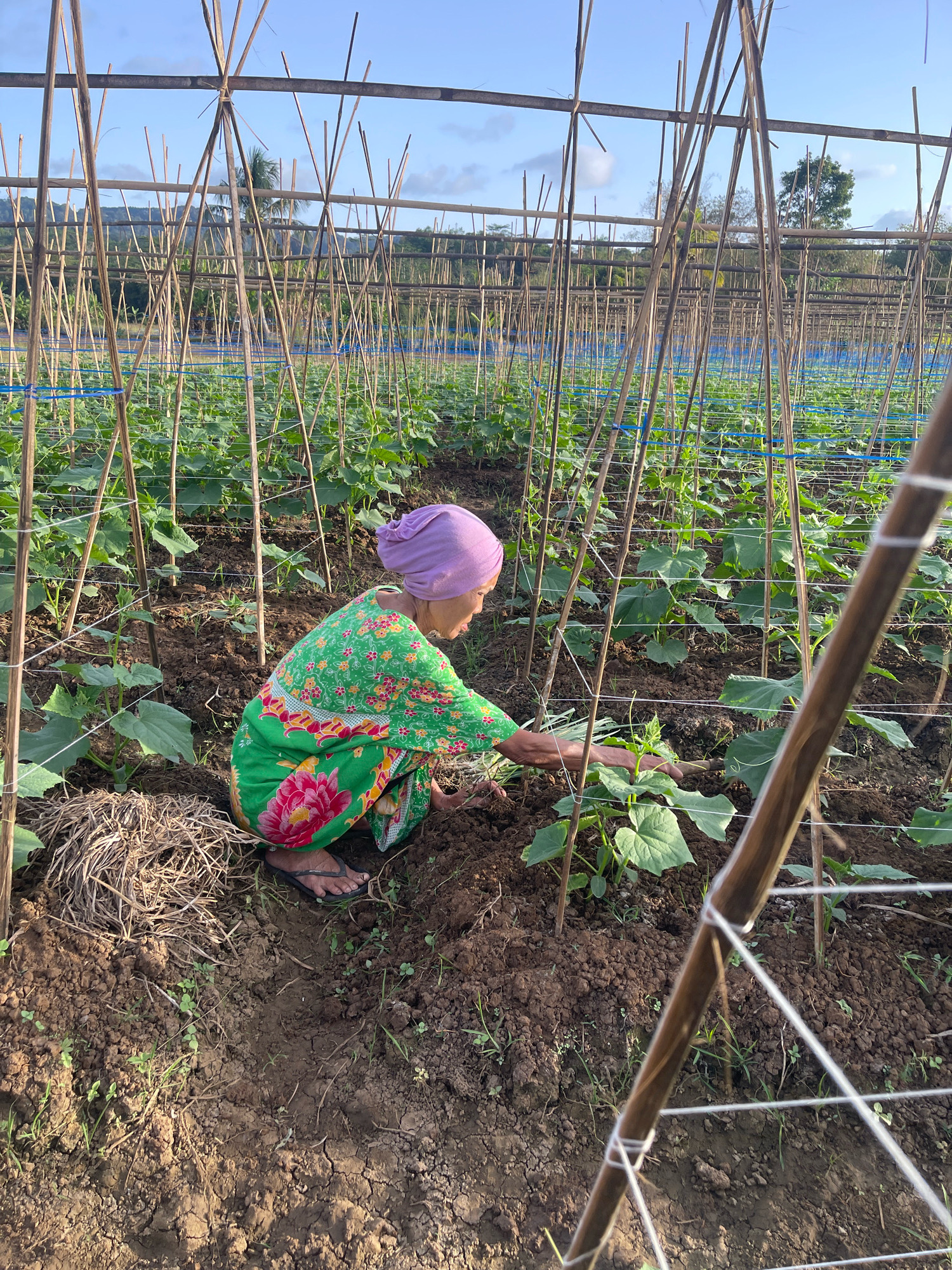 In Datarnangka, Indonesia, an elderly woman wearing a vibrant green floral dress and a purple headscarf crouches in a field of cucumber plants. She is tending to the plants, her hands near the base of a seedling. The field is supported by a trellis system made of bamboo poles and blue netting, with young cucumber vines growing upwards. The ground is dark, dry soil, with some scattered straw and small green weeds. The sun is shining, casting shadows and illuminating the scene. In the background, more rows of plants and bamboo trellises stretch into the distance, leading towards a treeline and hills under a clear blue sky.