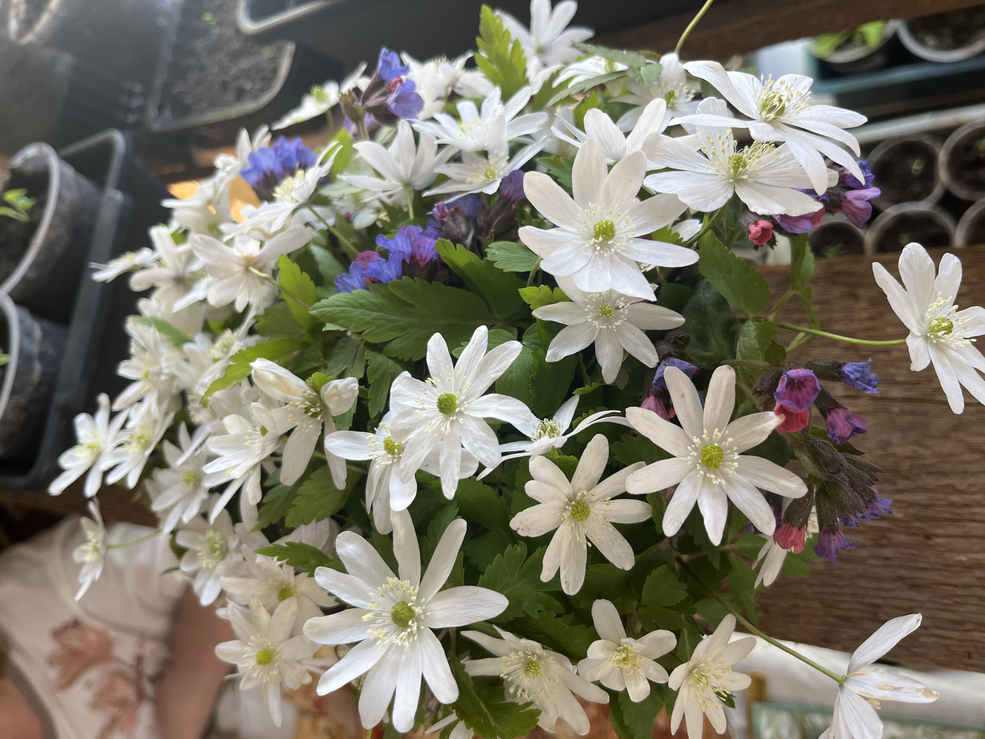 A close-up photograph showcases a bouquet of white, daisy-like flowers interspersed with purple and pink blooms. The white flowers have prominent yellow centers and thin, delicate petals. Green leaves are visible among the flowers, adding to the bouquet's texture. The bouquet is set against a background of potted plants and a wooden surface. The lighting is bright and natural, highlighting the colors and textures of the flowers. The scene appears to be outdoors, possibly on a balcony or in a garden. There is no indication of the location being in the city of Фоки, Russia.