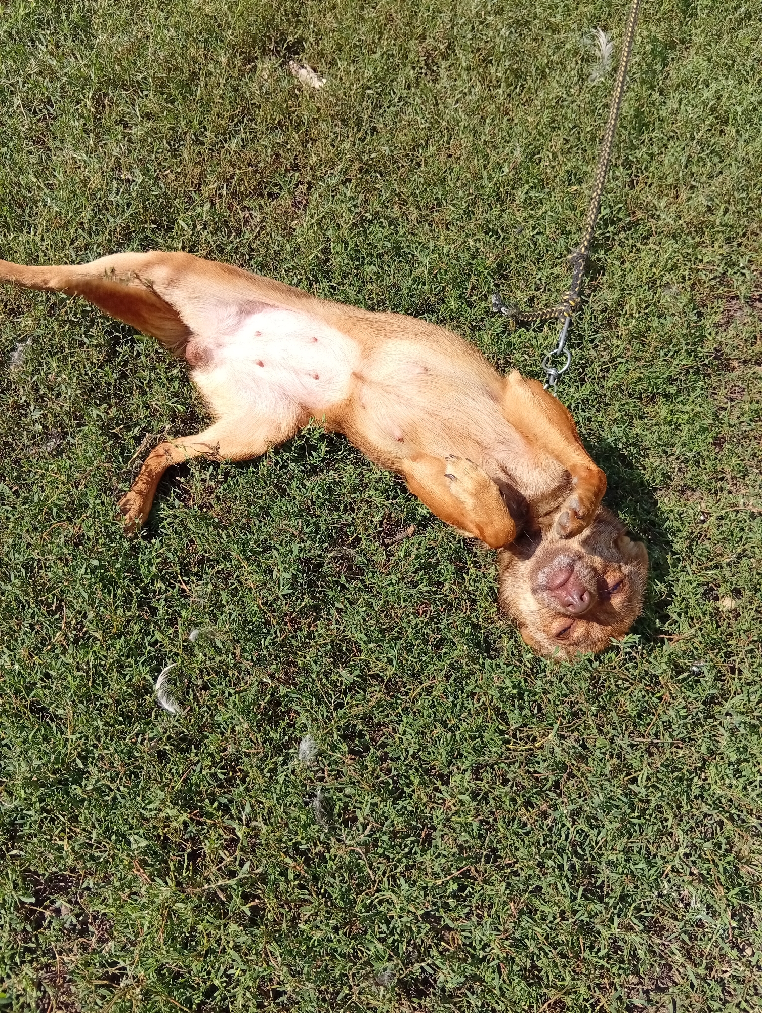 A light brown dog is lying on its back on a patch of green grass in Pshicho, Russia. The dog appears relaxed, with its legs in the air and its head tilted to the side, showing its belly. A leash is attached to the dog's collar and extends to the right of the frame. Several white feathers are scattered on the grass around the dog. The lighting suggests it is daytime, with shadows indicating the sun is present. The overall scene is that of a pet enjoying a moment of repose outdoors.