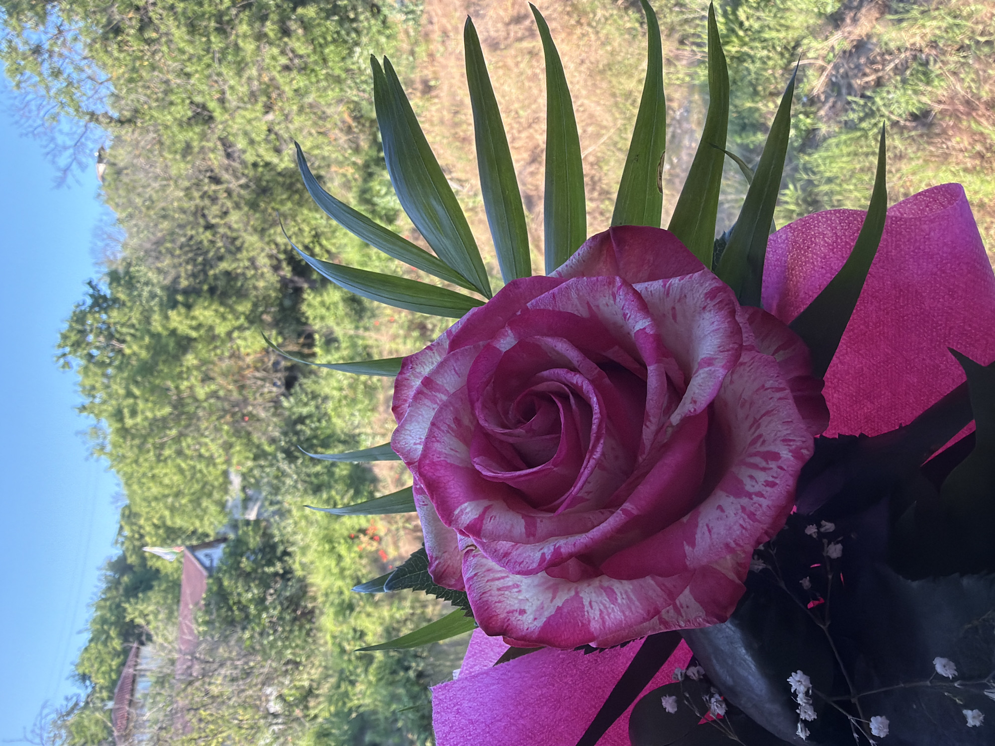 A close-up shot features a vibrant, bicolor rose with pink and white petals, positioned in the foreground. The rose is part of a bouquet, with hints of bright pink decorative paper and dark green foliage visible. Behind the bouquet, a blurred background shows a lush green hillside with trees and vegetation, typical of the natural landscapes surrounding Varna, Bulgaria. A hint of a building with a red roof and a flag on a pole can be discerned in the upper left portion of the image, suggesting a residential area amidst the greenery. The sky above is a clear, bright blue.