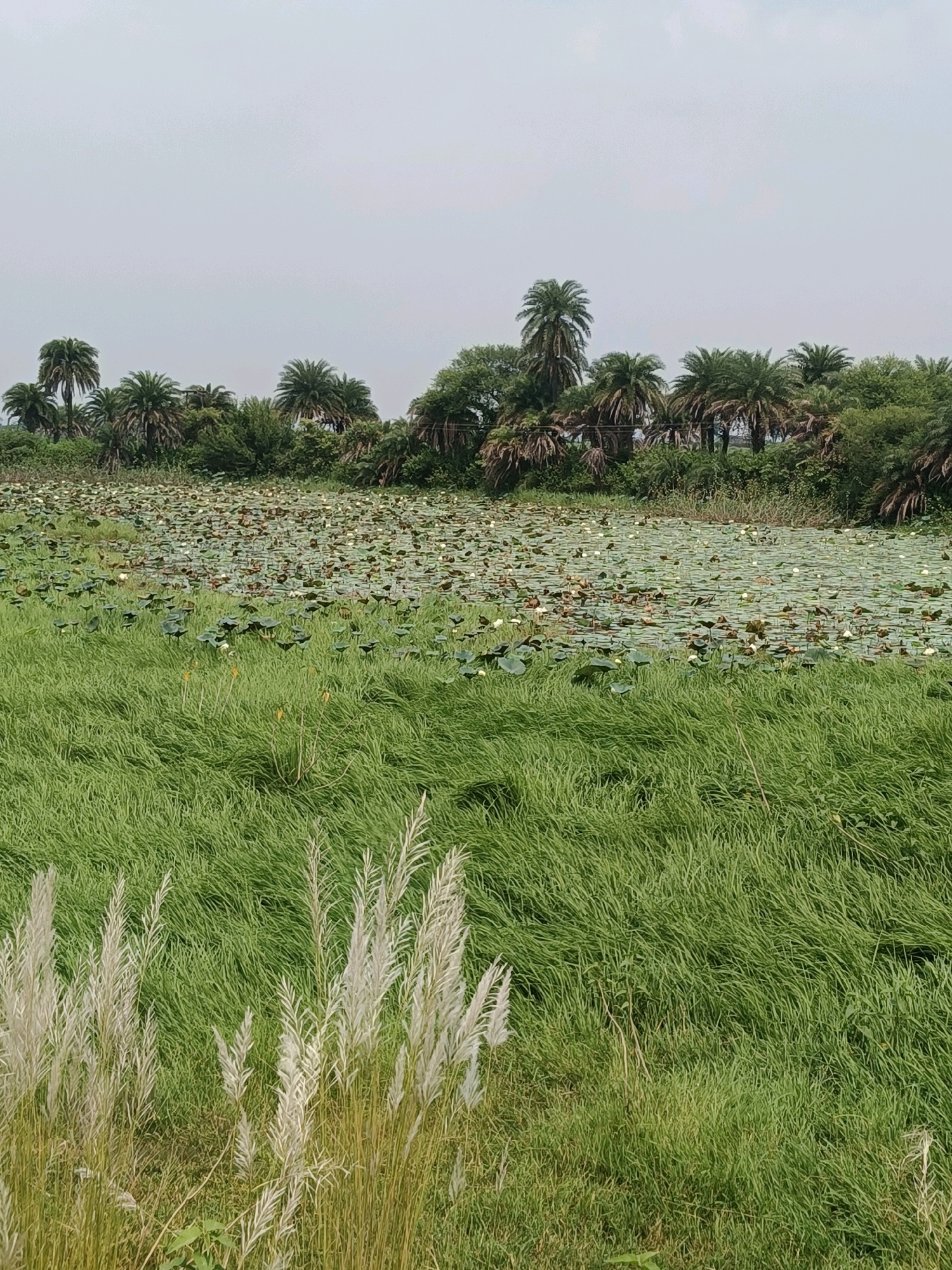 A natural landscape scene in Dumartar, India, features a pond densely covered with lily pads and white water lilies. The pond is bordered by a vibrant green field of tall grass in the foreground, with some white feathery plumes of a flowering plant interspersed. In the background, a line of palm trees and other lush green vegetation forms a dense forest. The sky above is overcast and a pale gray. There are no people or animals visible in the image.