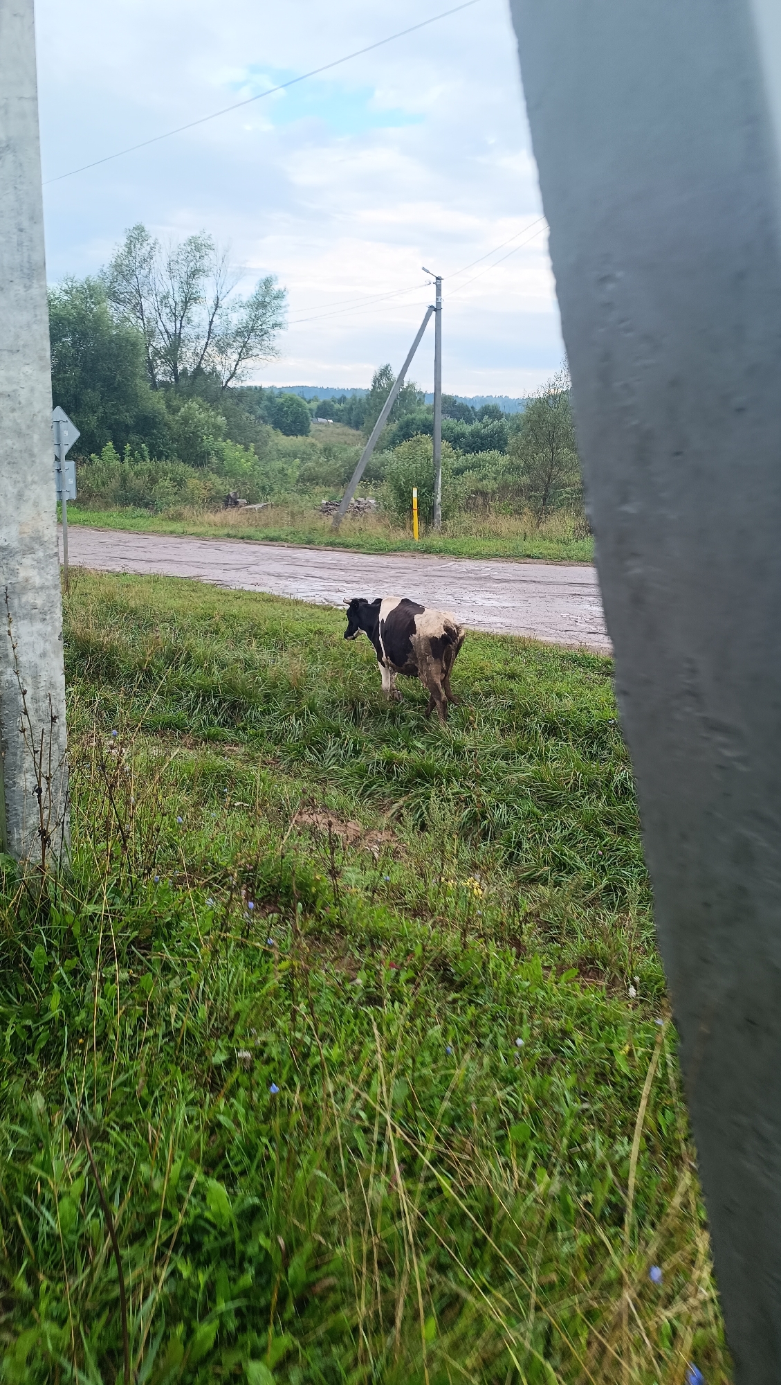 A black and white cow stands in a grassy field next to a wet, paved road. The cow is facing away from the camera, with its hindquarters visible. The field is overgrown with green grass and some dried stalks. In the background, there is a line of trees, a utility pole, and a cloudy sky. The scene appears to be in a rural area, possibly on the outskirts of Karsha, Russia. The image is taken from a slightly elevated perspective, with a large, out-of-focus gray object in the foreground on the right side, and a similar object on the left side. The lighting suggests it is daytime, with overcast conditions.