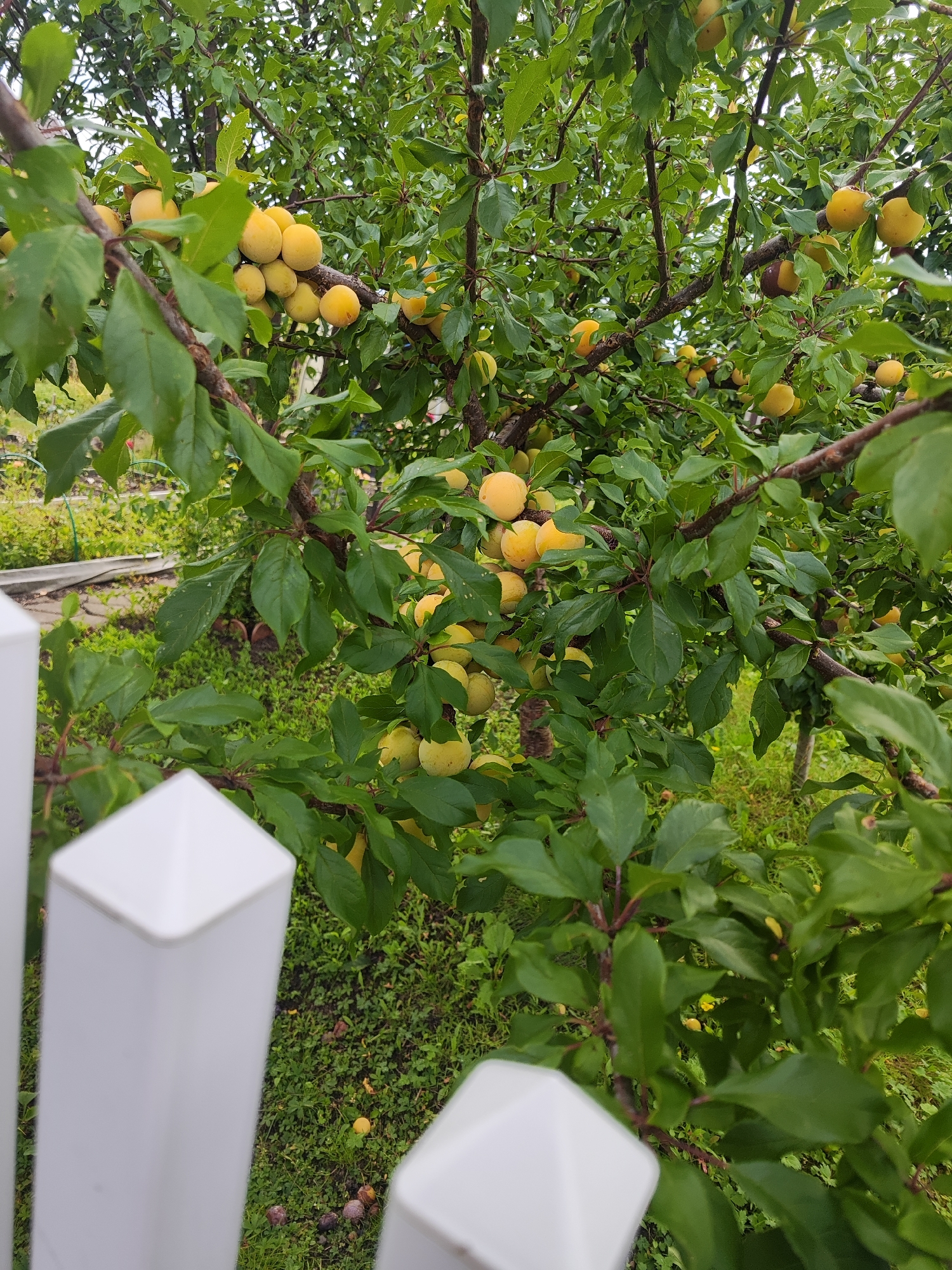 The image shows a plum tree laden with ripe yellow plums, viewed from behind a white picket fence. The tree is full of green leaves, and the plums are clustered on the branches. The ground beneath the tree is covered in green grass, with a few fallen plums scattered on it. In the background, a garden bed with some plants is visible. The overall scene suggests a backyard in a residential area, possibly in Gvardeysk, Russia, given the context. There are no people or animals visible in the image.