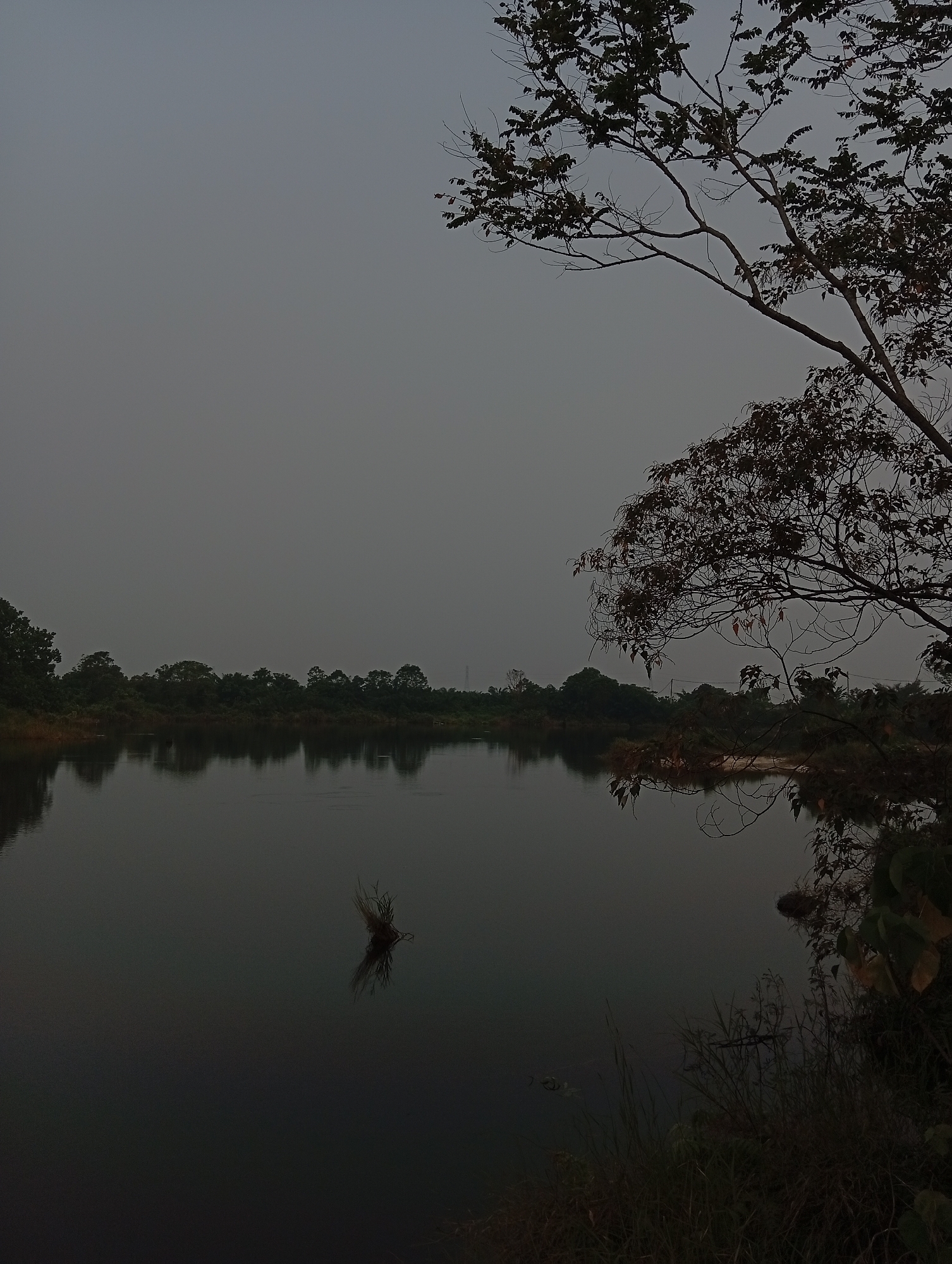 This is a photograph of a lake in Kualu, Indonesia, taken at dusk. The sky is overcast and gray, with a tree in the upper right corner of the frame casting long shadows. The lake is calm, with its surface reflecting the trees and vegetation that line its banks. The water is dark and still, with a small clump of reeds in the center of the frame. The overall impression is one of peace and tranquility, with the natural beauty of the landscape being the dominant feature. The image appears to be a nature photograph, likely taken for personal enjoyment or to capture the serene beauty of the location.