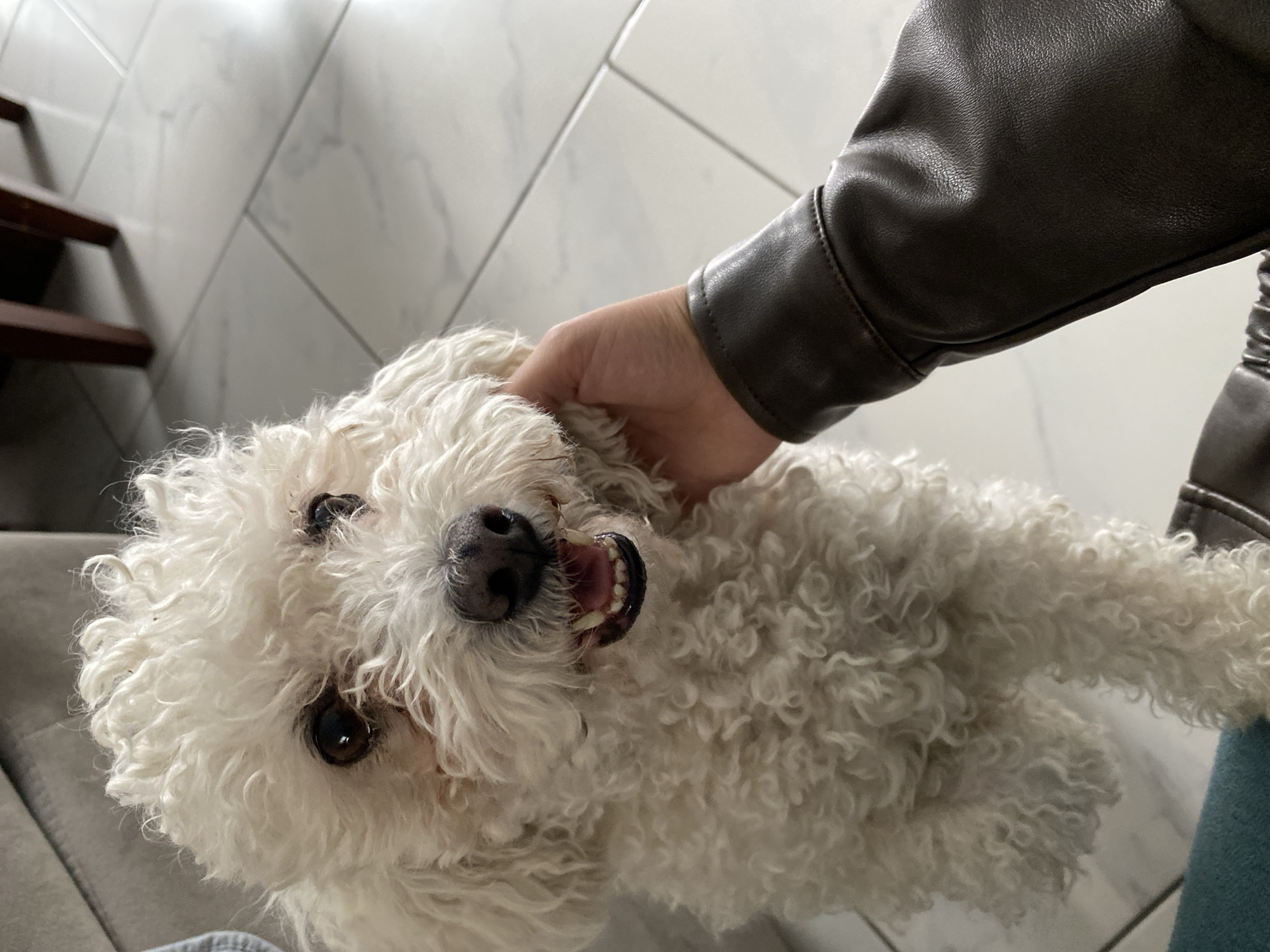 A person wearing a brown leather jacket is petting a small, white, fluffy dog. The dog is lying down, looking up with its mouth slightly open, exposing some teeth. The background consists of light-colored tiles and a partial view of a wooden staircase.