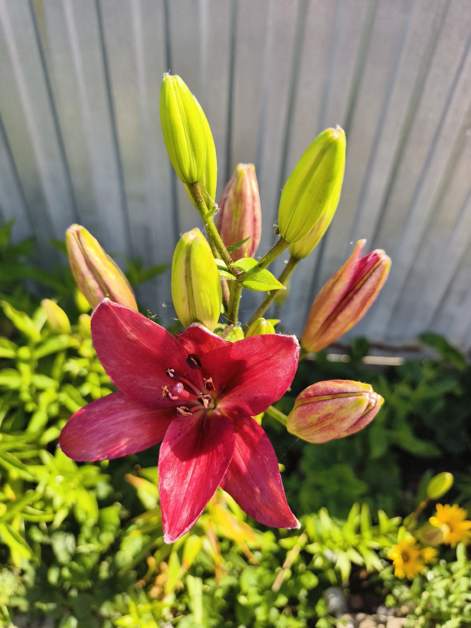 A close-up, slightly low-angle shot features a partially bloomed dark pink lily in the foreground. The lily's petals are deep pink with subtle veins and a lighter pink edge. The stamen and pistil are visible at the flower's center. Surrounding the main flower are several lily buds in various stages of development; some are a vibrant lime green, while others are a reddish-pink. The lily plant is set against a blurred background of lush green foliage. Behind the foliage, a light gray, corrugated metal fence runs horizontally, with vertical lines indicating its texture. The lighting suggests it is daytime, with sunlight illuminating the scene from the right. The scene is located in a garden in the village of Semiletka, Russia.