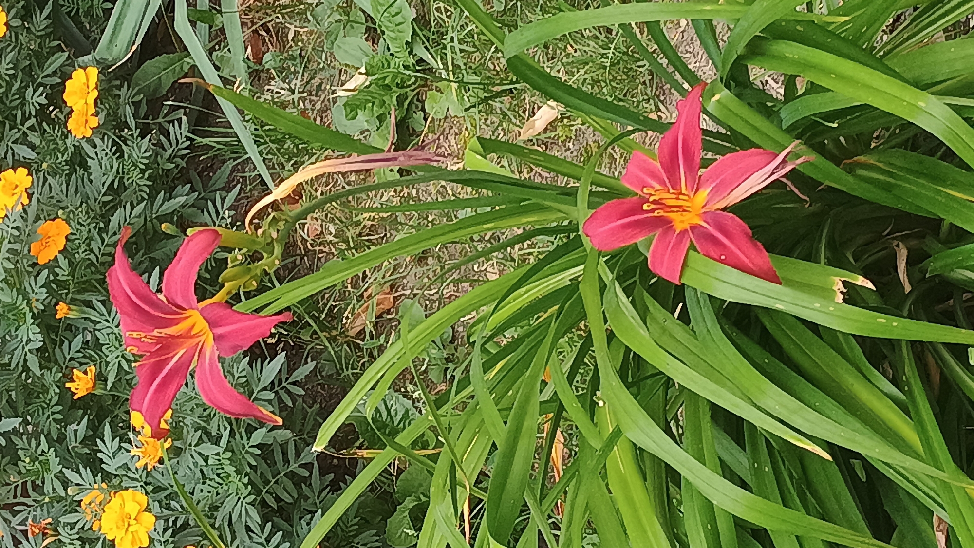 In Sokolov, Czechia, this image captures a close-up view of a garden. Two vibrant pink lilies with yellow centers are prominent in the foreground. The lily in the upper part of the frame is slightly out of focus, while the lily in the lower section is sharply rendered. Surrounding the lilies are lush green, blade-like leaves. In the background, a dense cluster of small yellow and orange marigold flowers is visible, interspersed with green foliage. The ground beneath the plants is covered with dry grass and fallen leaves.