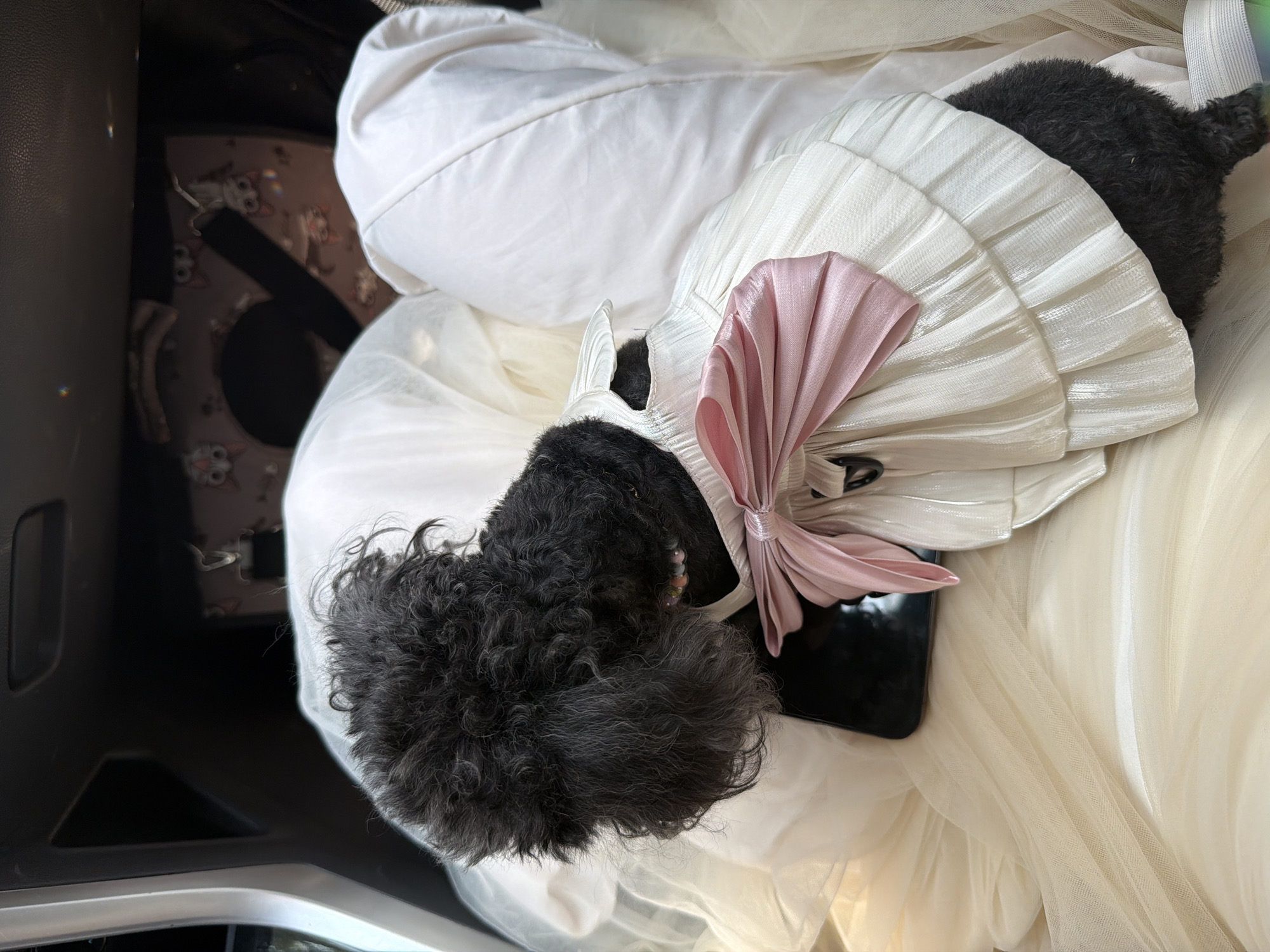 A black poodle dog is lying on a white garment bag that includes a formal dress with a pink bow. The poodle is resting on top of a black smartphone. The background shows part of a car interior, including the trunk and a car seat with an owl pattern. The location is unclear, and there is no clear evidence to suggest the location is in the city of Bình An, Vietnam.