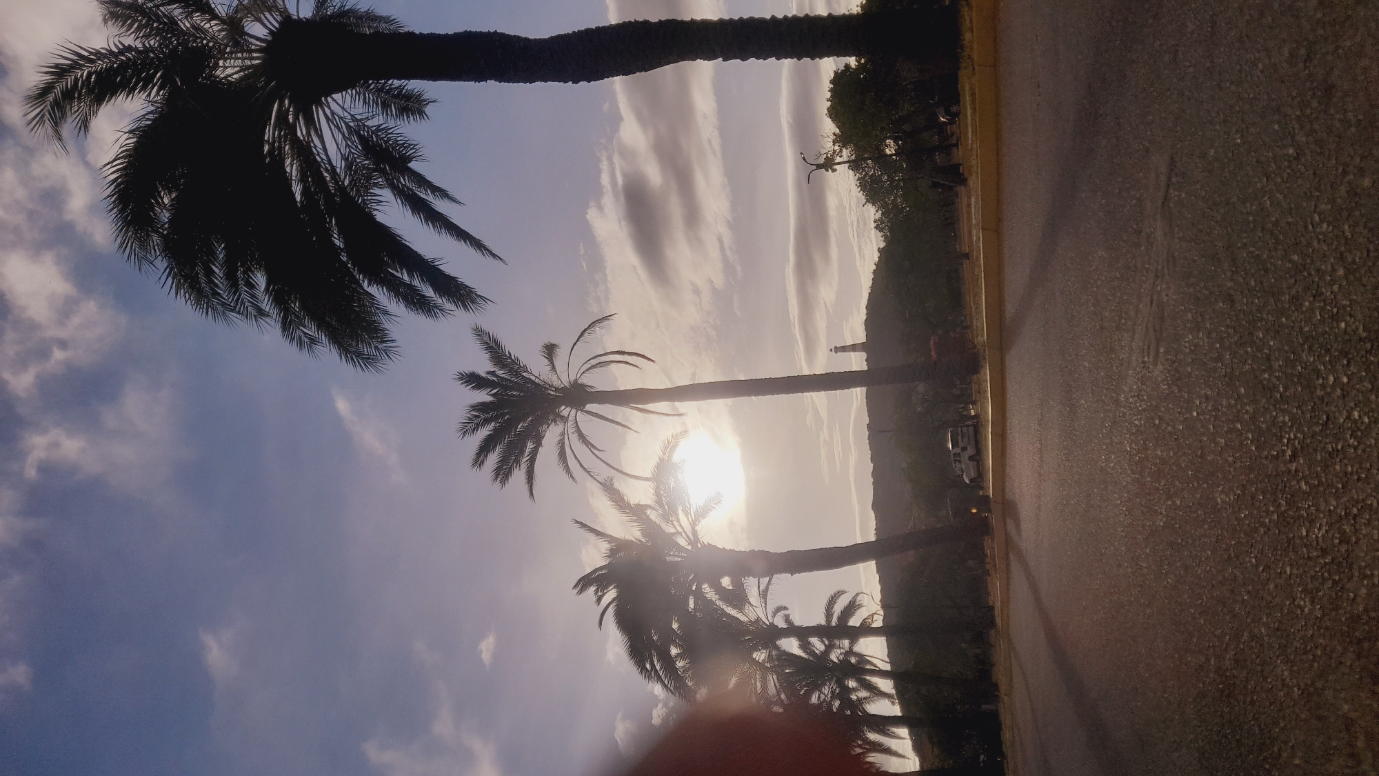 The image, taken in Pedro González, Venezuela, captures an outdoor scene at either sunrise or sunset, characterized by strong backlighting. The sky dominates the left and upper portions, featuring a gradient from bright, warm tones near the horizon to a cooler, pale blue further up, with scattered white and light gray clouds.
Several palm trees are silhouetted against the bright sky. A large palm tree with dense foliage occupies the top left, its dark fronds fanning out. Below it, a line of palm trees stretches across the middle of the frame, their trunks and fronds appearing as dark cutouts. The sun, a brilliant orb, is positioned in the middle distance, partially obscured by the fronds of one of these palm trees, casting a strong glare and lens flare effect.
To the right, a paved road or pathway runs horizontally, bordered by a distinct yellow curb. The road surface is dark and textured, showing small ripples in one area, possibly from water or uneven paving. Beyond the road, a strip of land features more distant trees and what appears to be undulating hills or mountains in the background, also largely in silhouette. A few small, distant objects are visible on this strip, including a white vehicle (possibly a car or small truck) and a faint pole-like structure, possibly a street light. A slight red-orange blur is present at the very bottom center of the frame, likely a finger accidentally captured by the camera. The overall mood is peaceful and tranquil, characteristic of dusk or dawn in a tropical setting. No text is visible in the image.