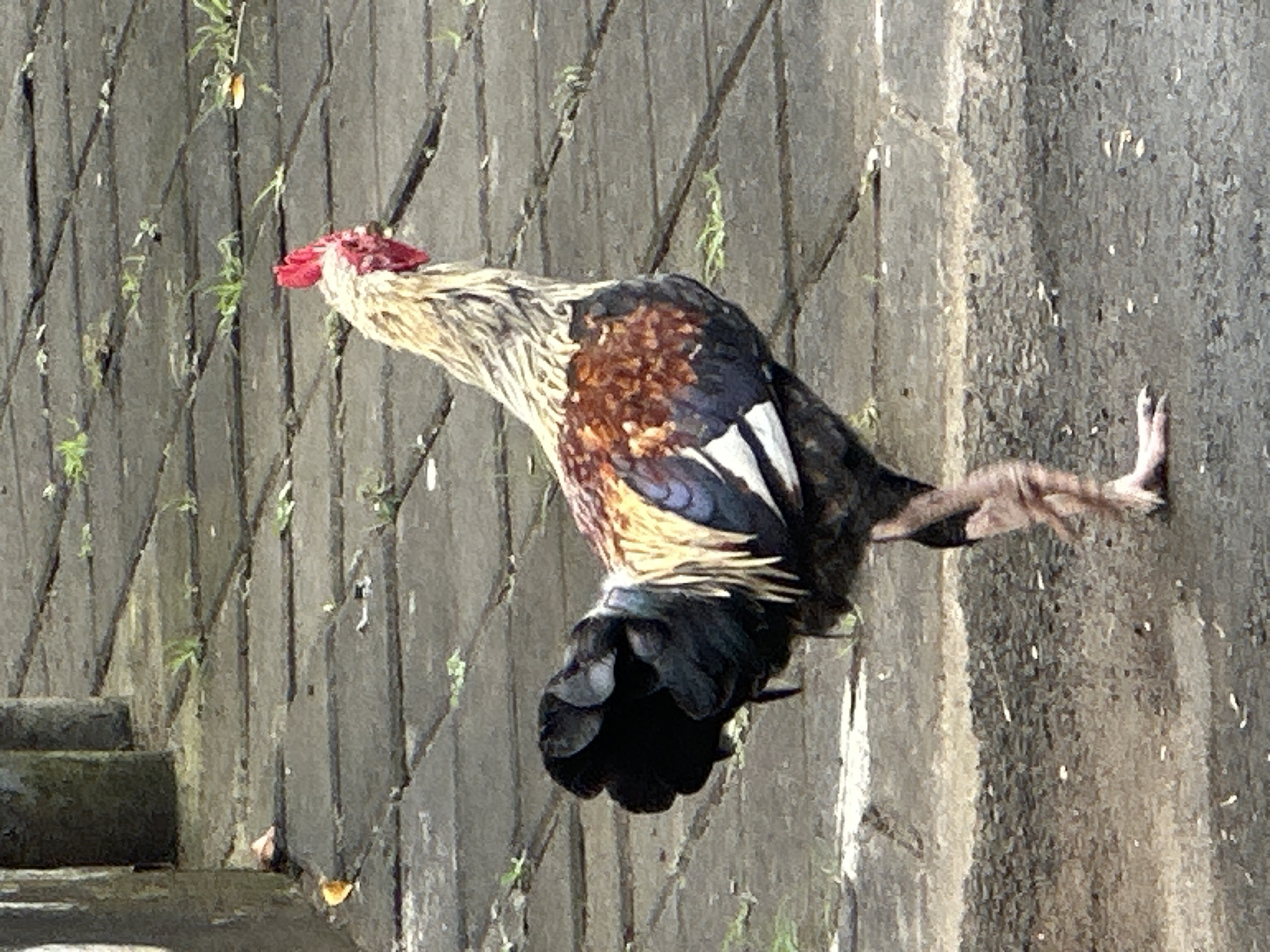 A rooster stands on a paved walkway in Kuta Selatan, Indonesia, facing right in profile. The rooster has a red comb and wattles, and its plumage is a mix of tan, brown, black, and white feathers. Its left leg is raised, and its right leg is on the ground. The walkway is made of interlocking gray pavers, with sparse green grass growing in the cracks. In the background, two dark, cylindrical objects, possibly pillars or posts, are visible. The ground is slightly wet, suggesting recent rain. A few scattered orange and white flecks, possibly fallen leaves or debris, are on the walkway.