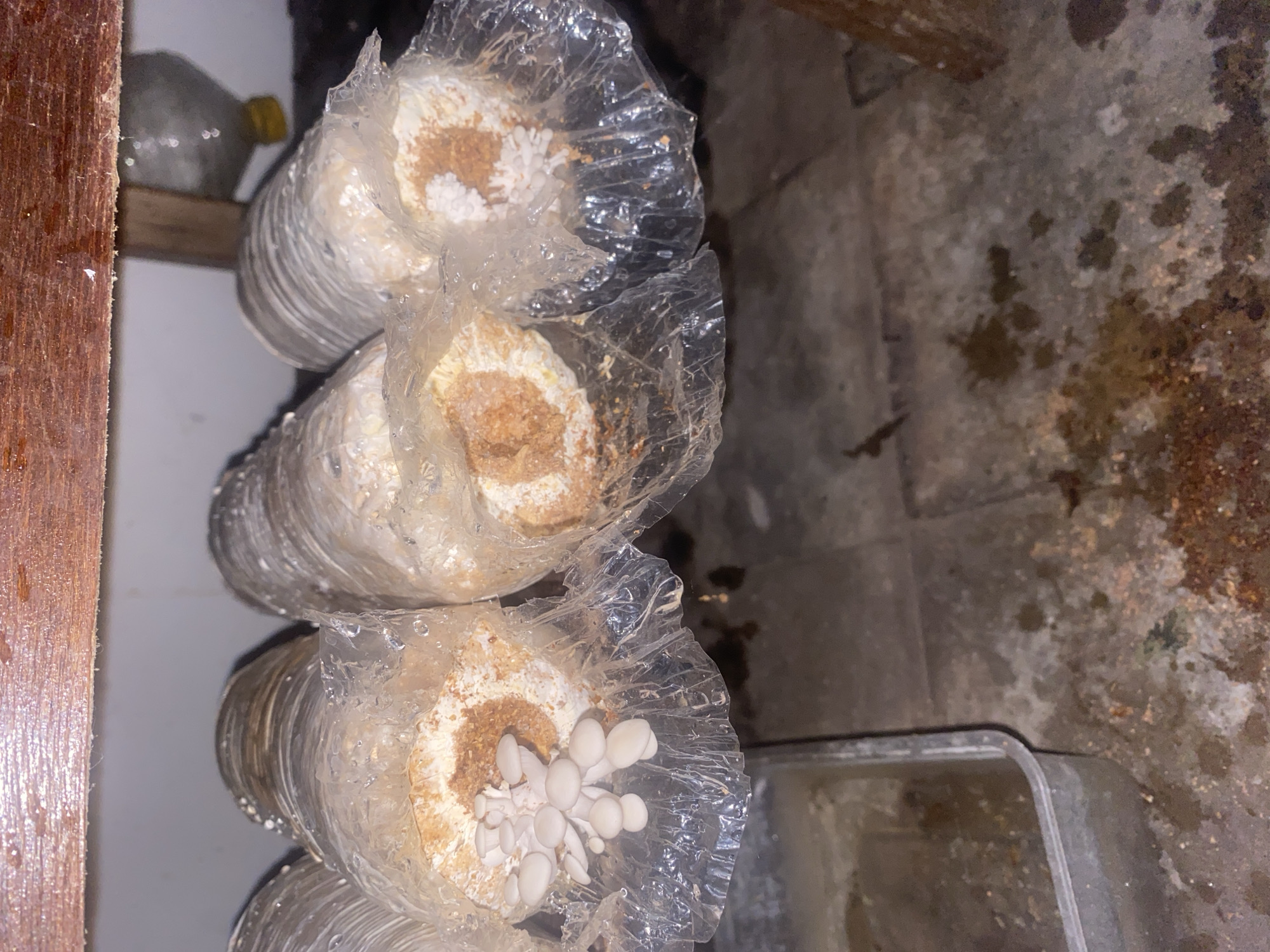 The image shows a close-up view of several mushroom cultivation bags, possibly oyster mushrooms, in a dimly lit room. The bags are clear plastic, containing a substrate of sawdust and grain, from which small white mushrooms are growing. Some bags show a cluster of young mushrooms emerging from the substrate, while others appear to be in an earlier stage of development. The bags are suspended from a wooden shelf above, with condensation visible on the plastic. In the lower left of the image, a clear plastic container holding murky water is visible. The floor appears to be concrete with some debris. The overall environment suggests a rudimentary indoor mushroom farming setup. Based on the context provided, this scene is located in the city of Banjarbaru, Indonesia.
