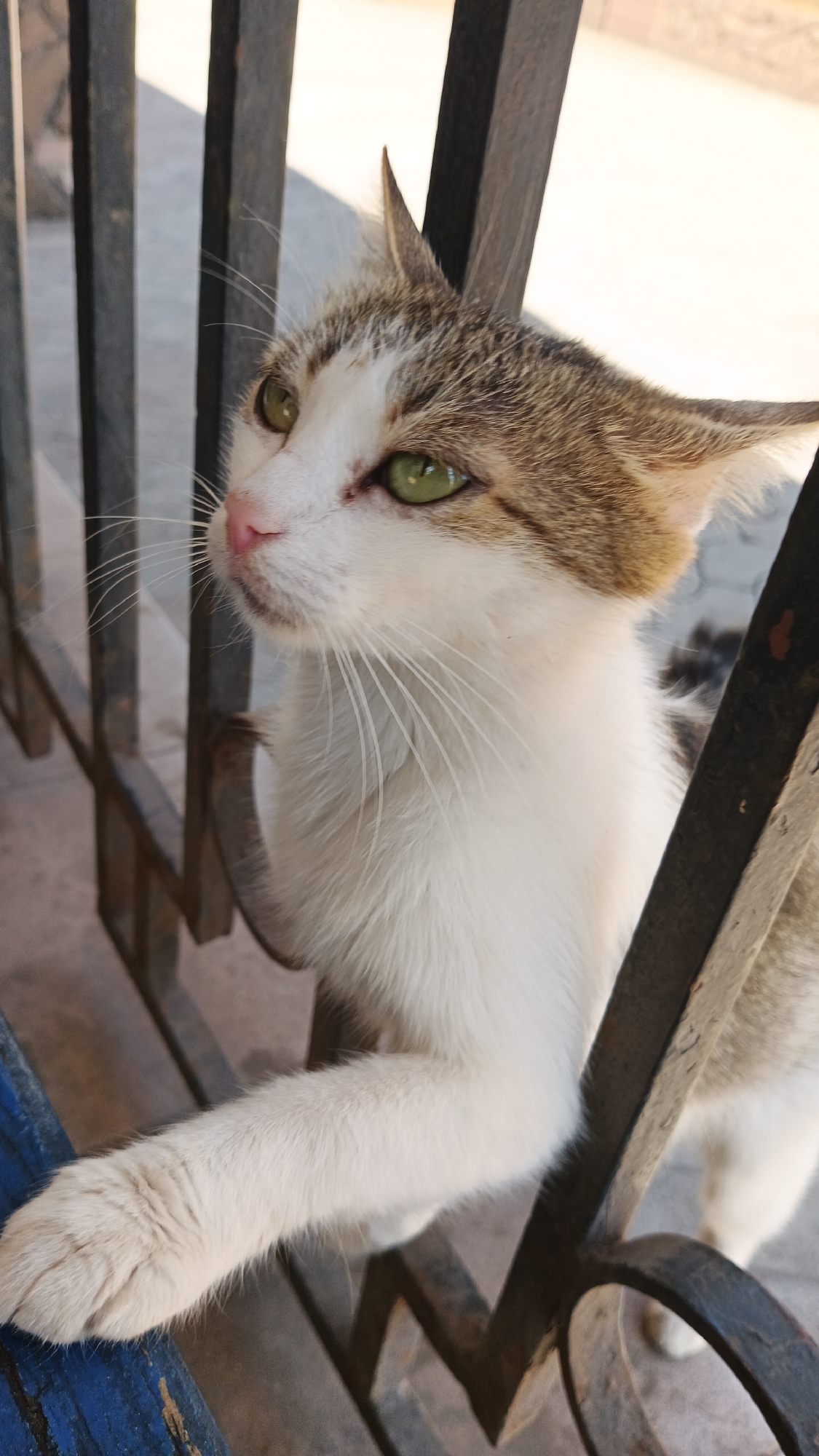 A close-up, eye-level shot focuses on a domestic cat peeking through a dark metal fence. The cat, predominantly white with brown tabby markings on its head and back, has striking green eyes and a pink nose. One of its front paws rests on the fence, while its body is partially obscured by the fence's bars. The background is blurred, suggesting an outdoor setting with soft sunlight casting shadows on a textured surface, possibly a sidewalk or ground in Kryvyi Rih, Ukraine. The fence appears to be a common urban feature, possibly separating a walkway from a private area.